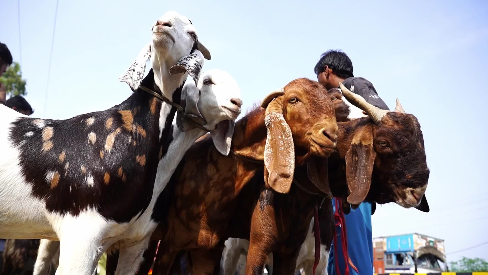Livestock Market Ahead Eid Al-Adha In India