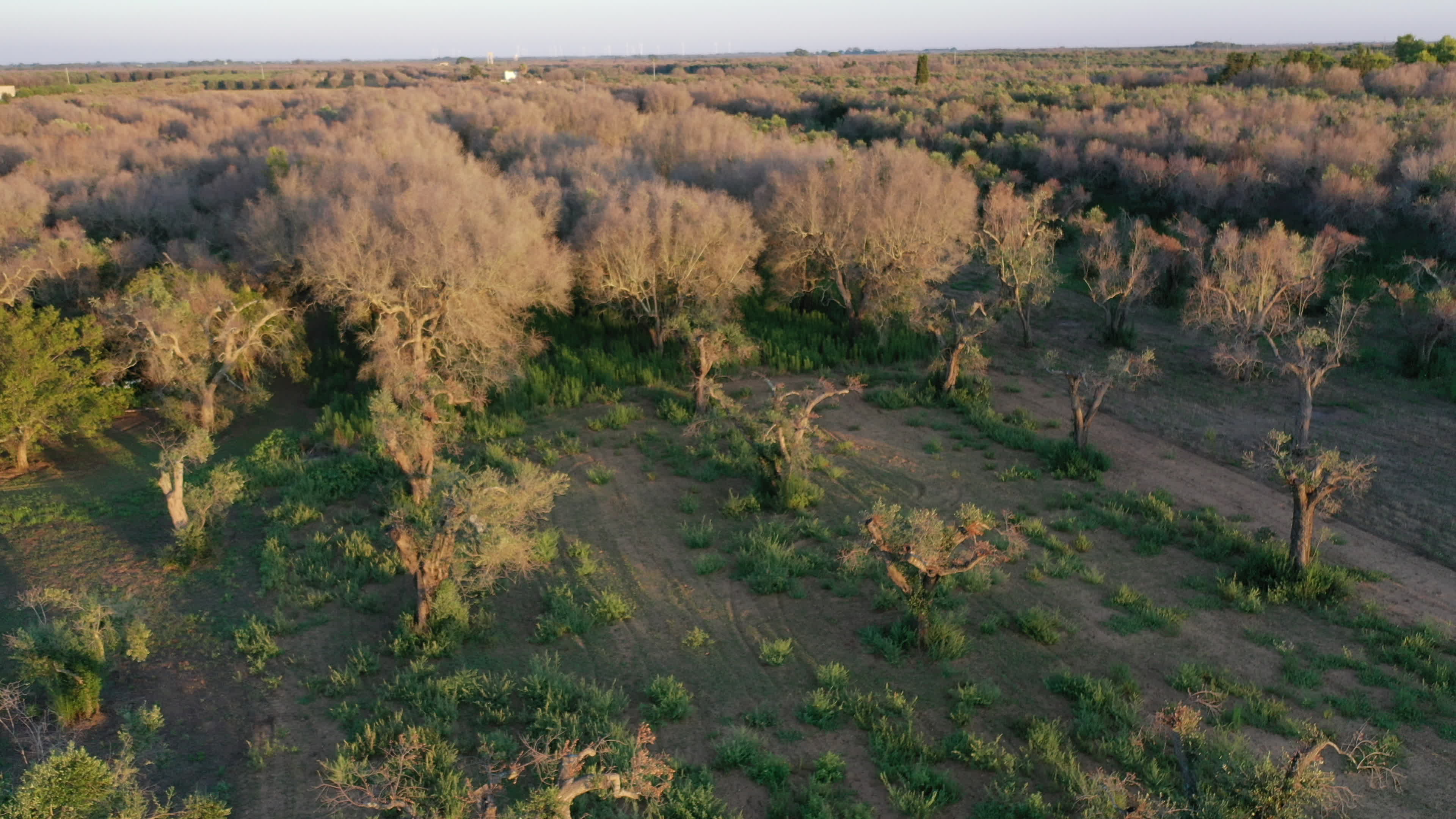 Olives Crisis In Italy Due Bacteria 'Xylella Fastidiosa'