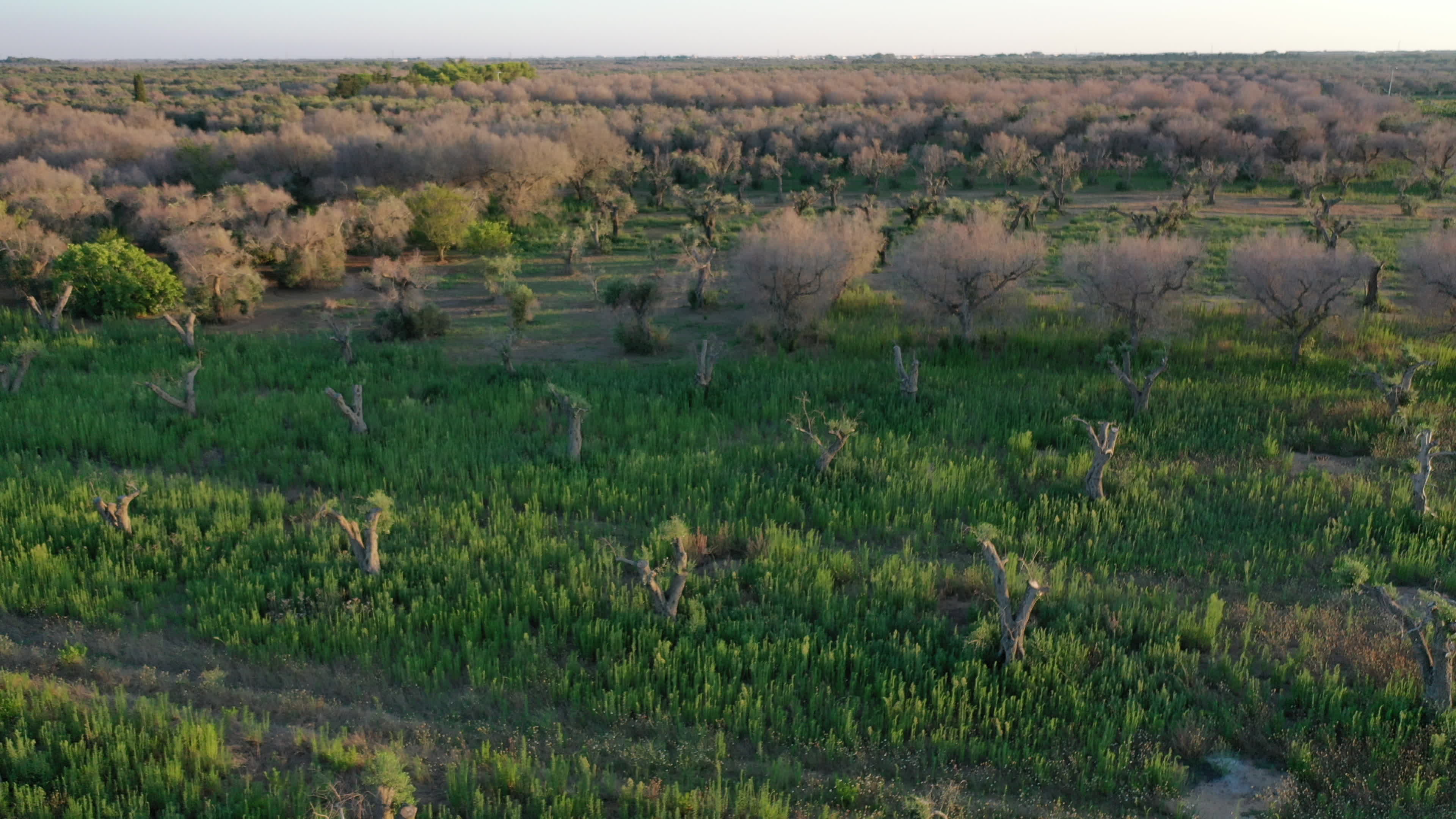 Olives Crisis In Italy Due Bacteria 'Xylella Fastidiosa'