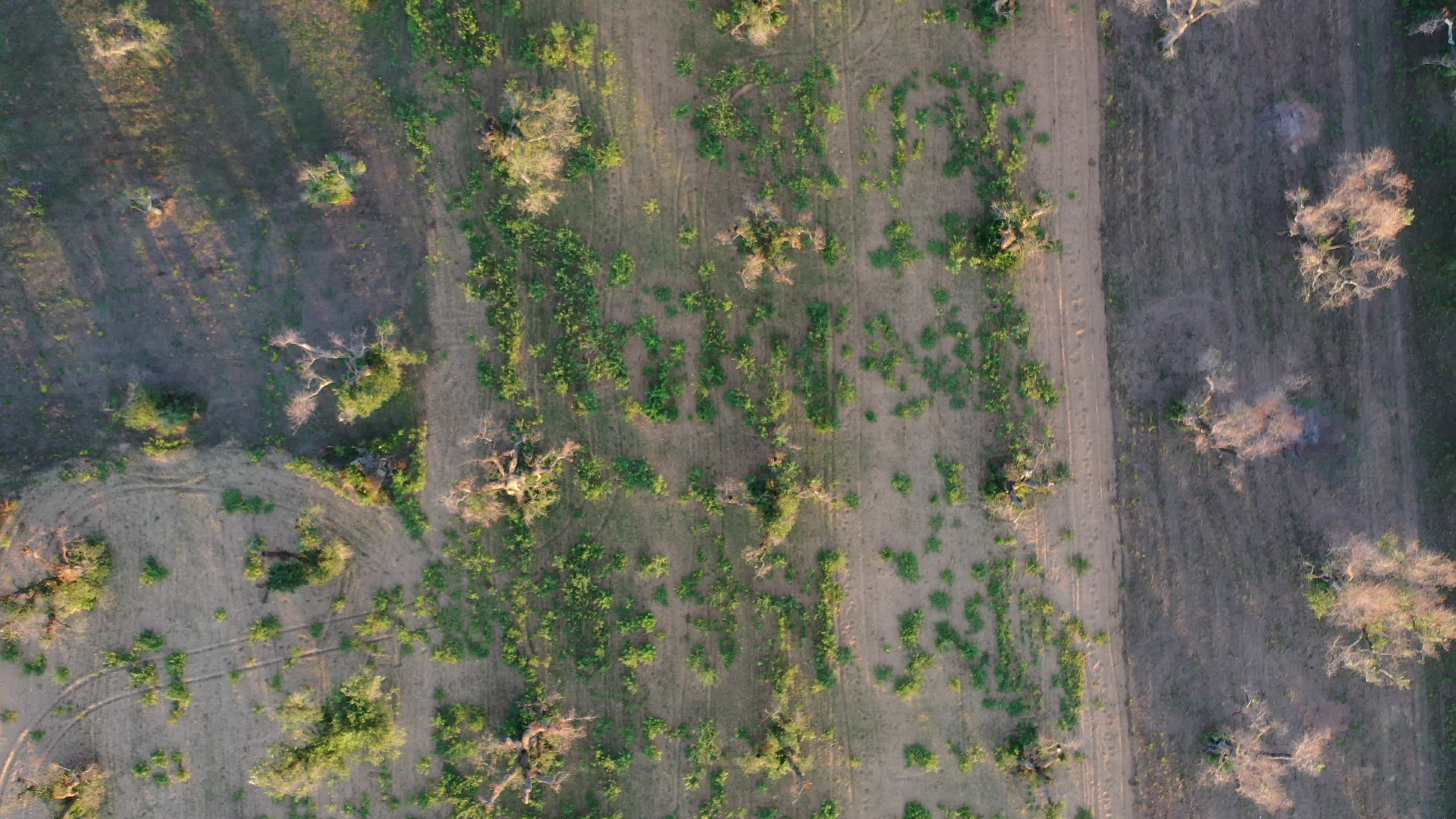 Olives Crisis In Italy Due Bacteria 'Xylella Fastidiosa'