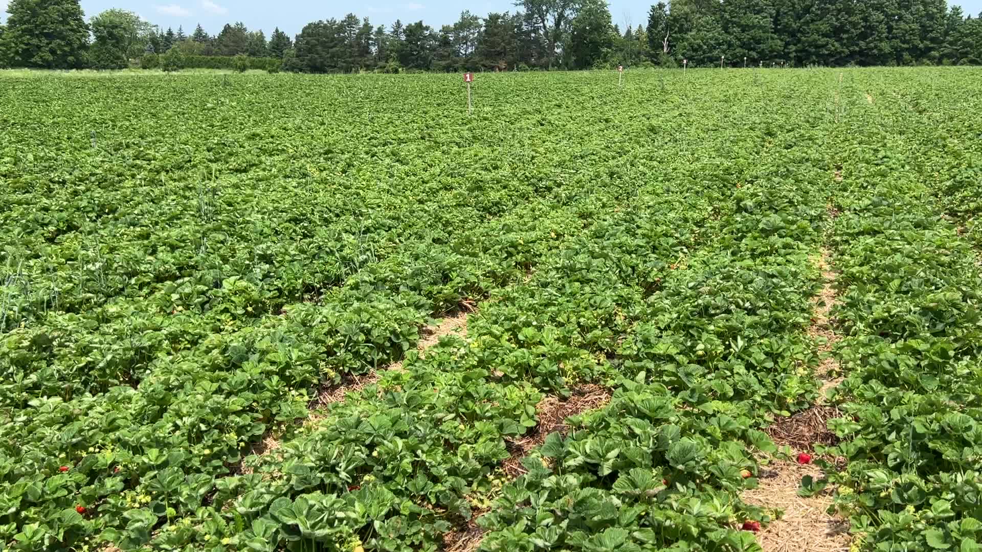 Strawberry picking in Canada