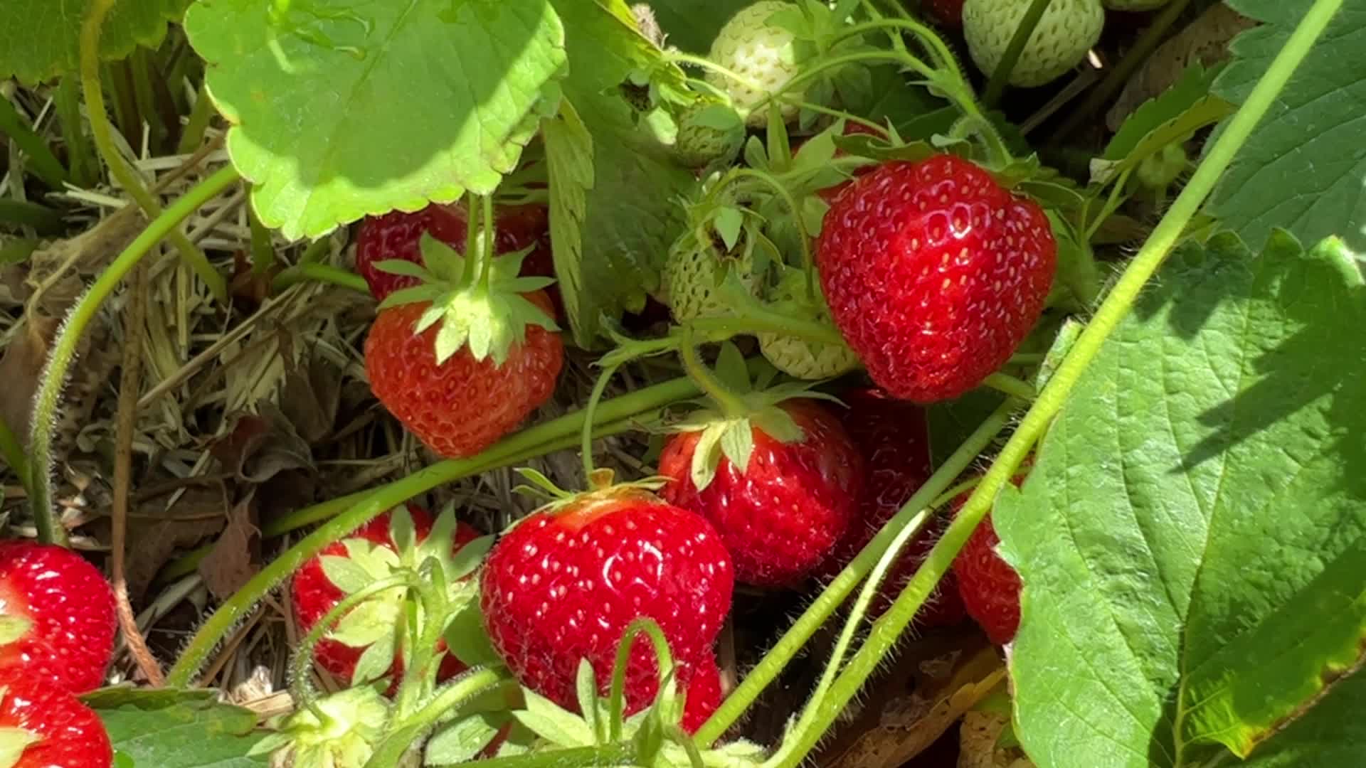 Strawberry picking in Canada