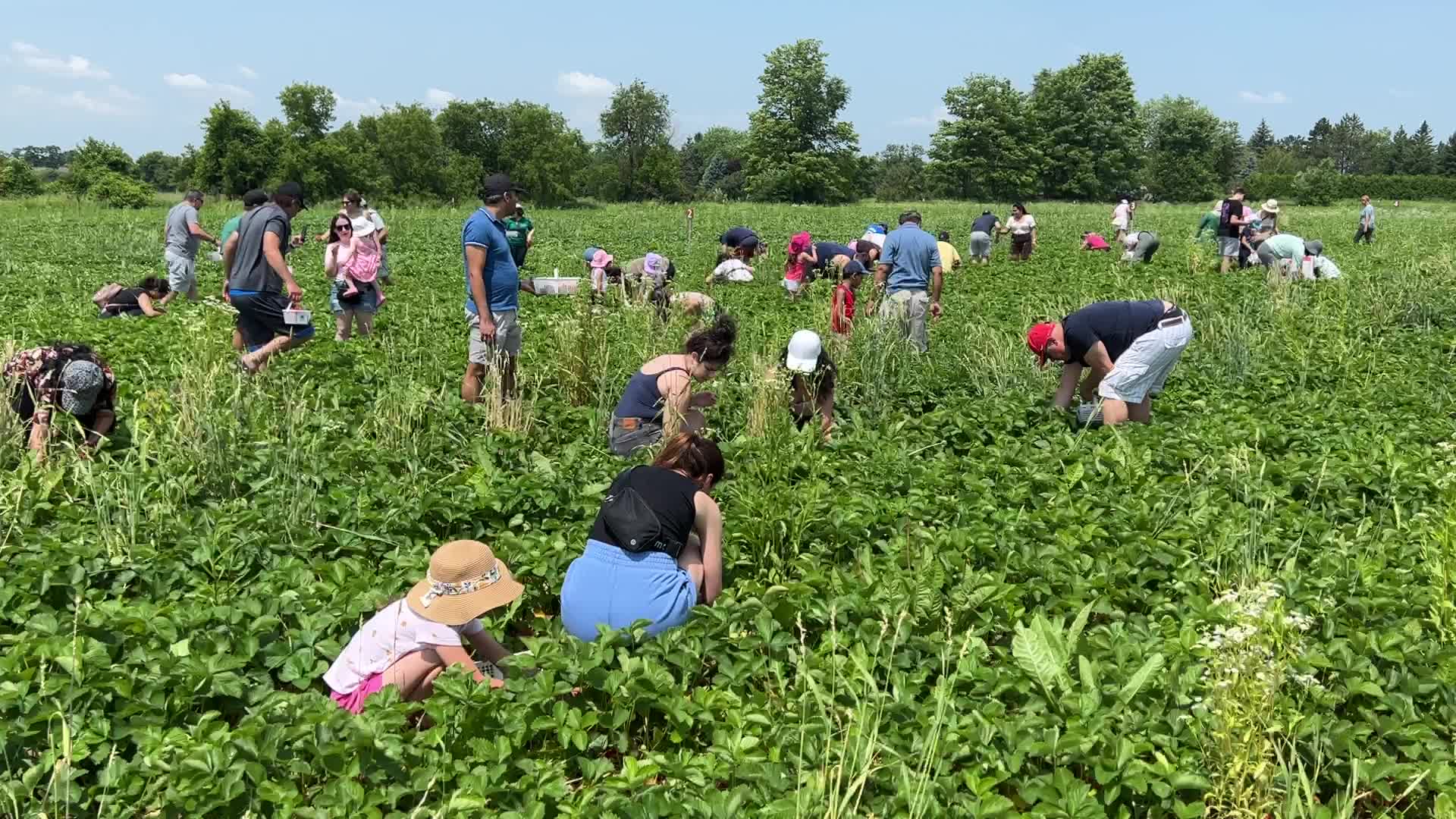 Strawberry picking in Canada