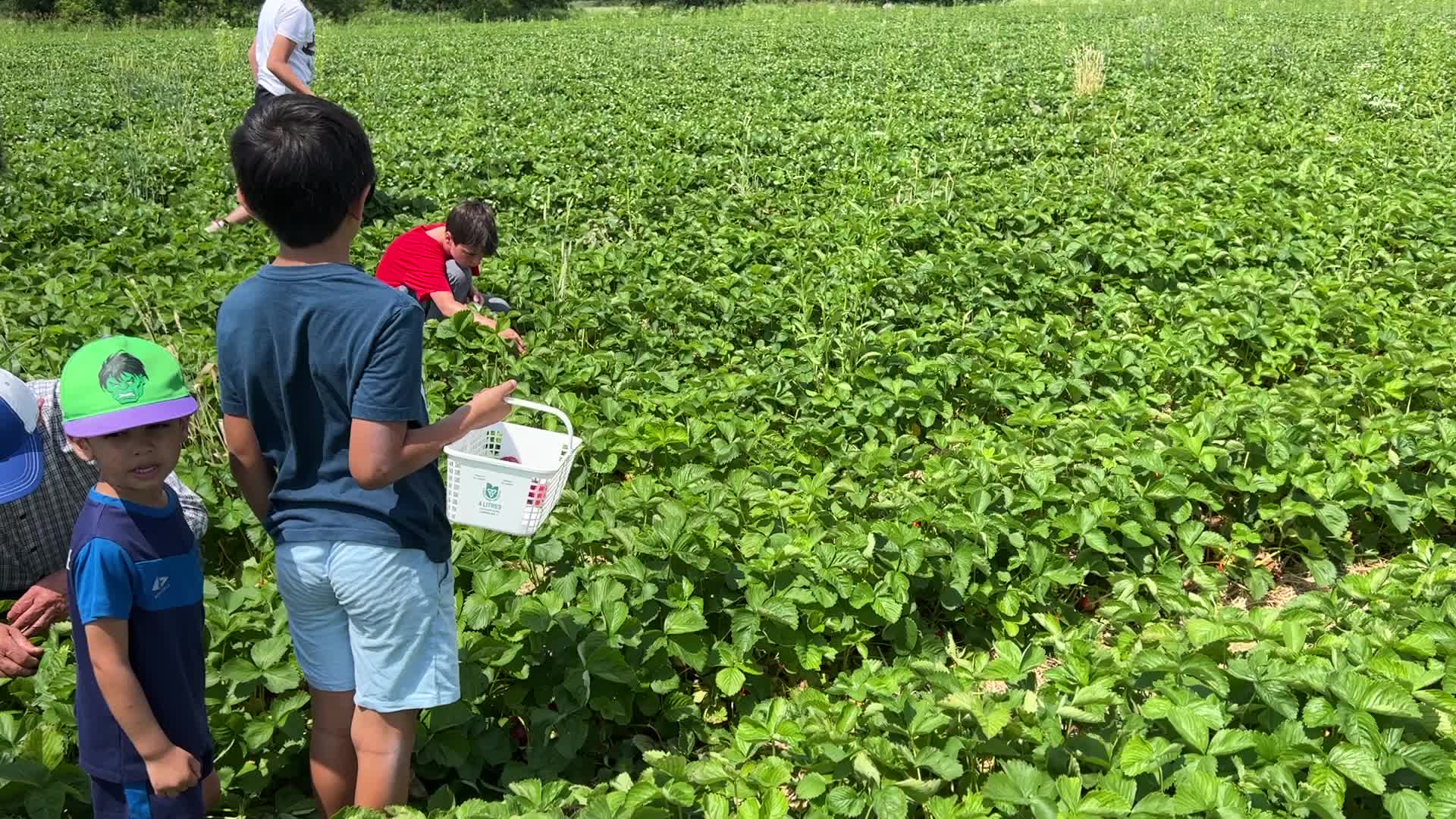 Strawberry picking in Canada