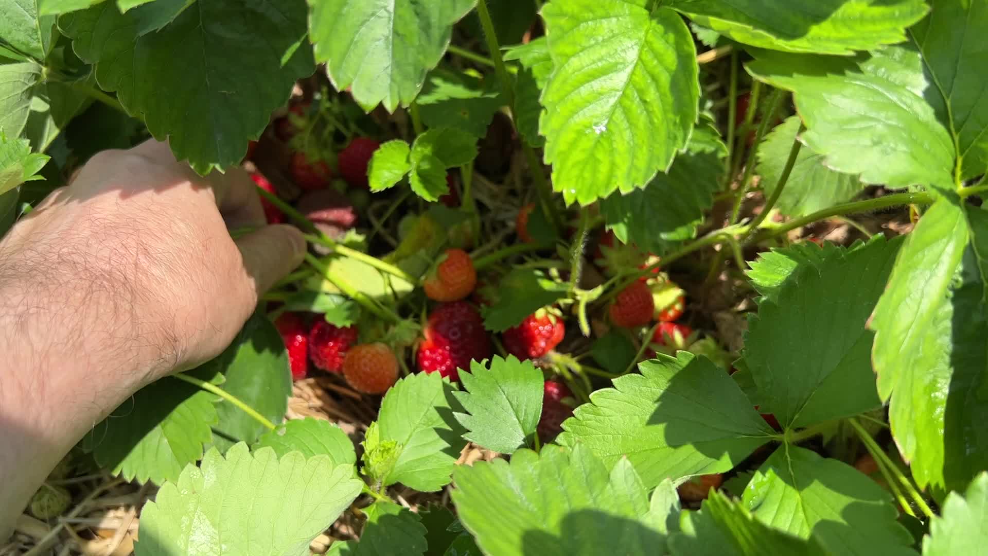 Strawberry picking in Canada