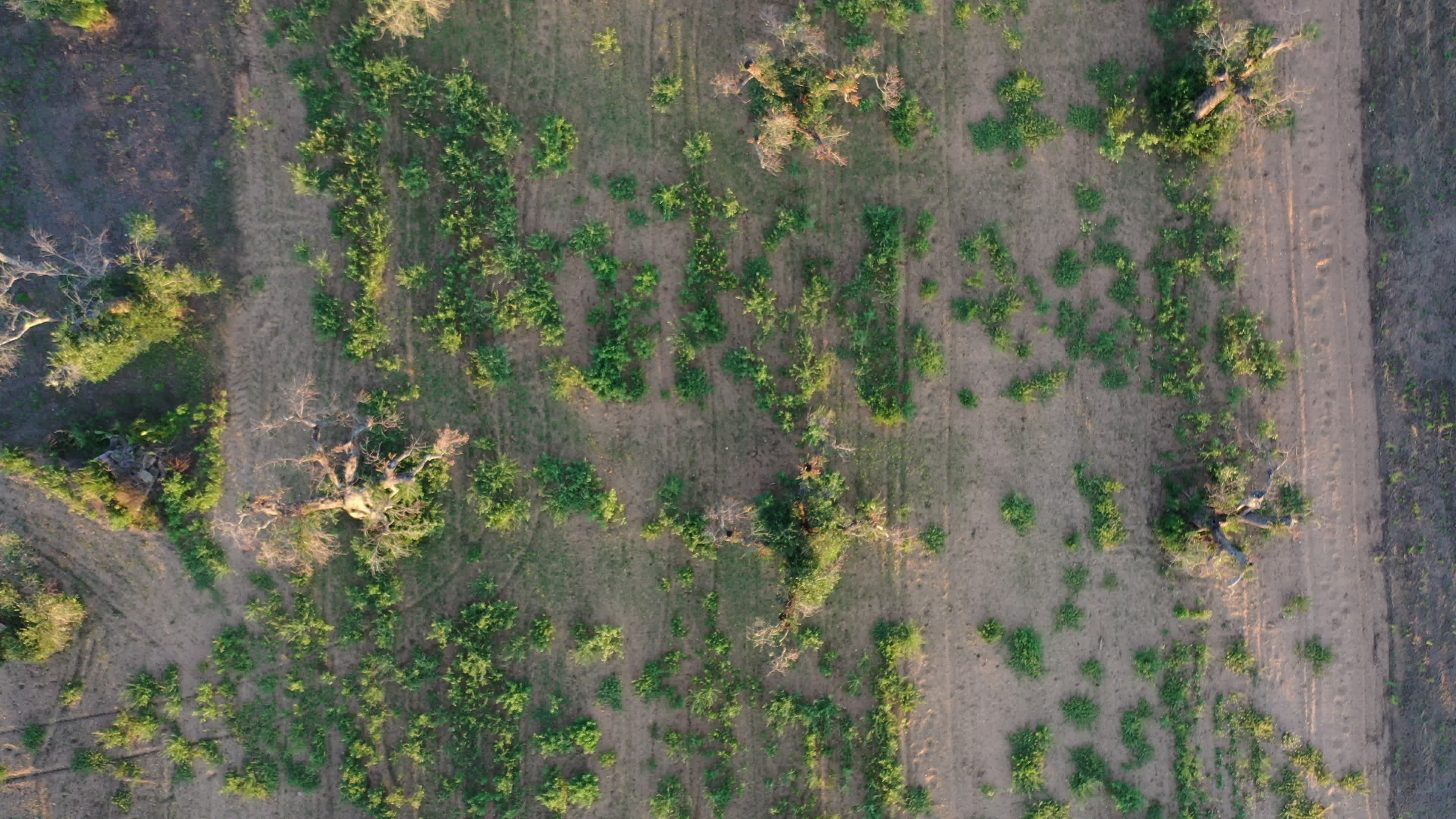 Olives Crisis In Italy Due Bacteria 'Xylella Fastidiosa'