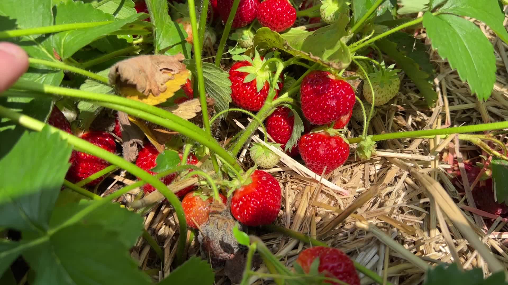 Strawberry picking in Canada