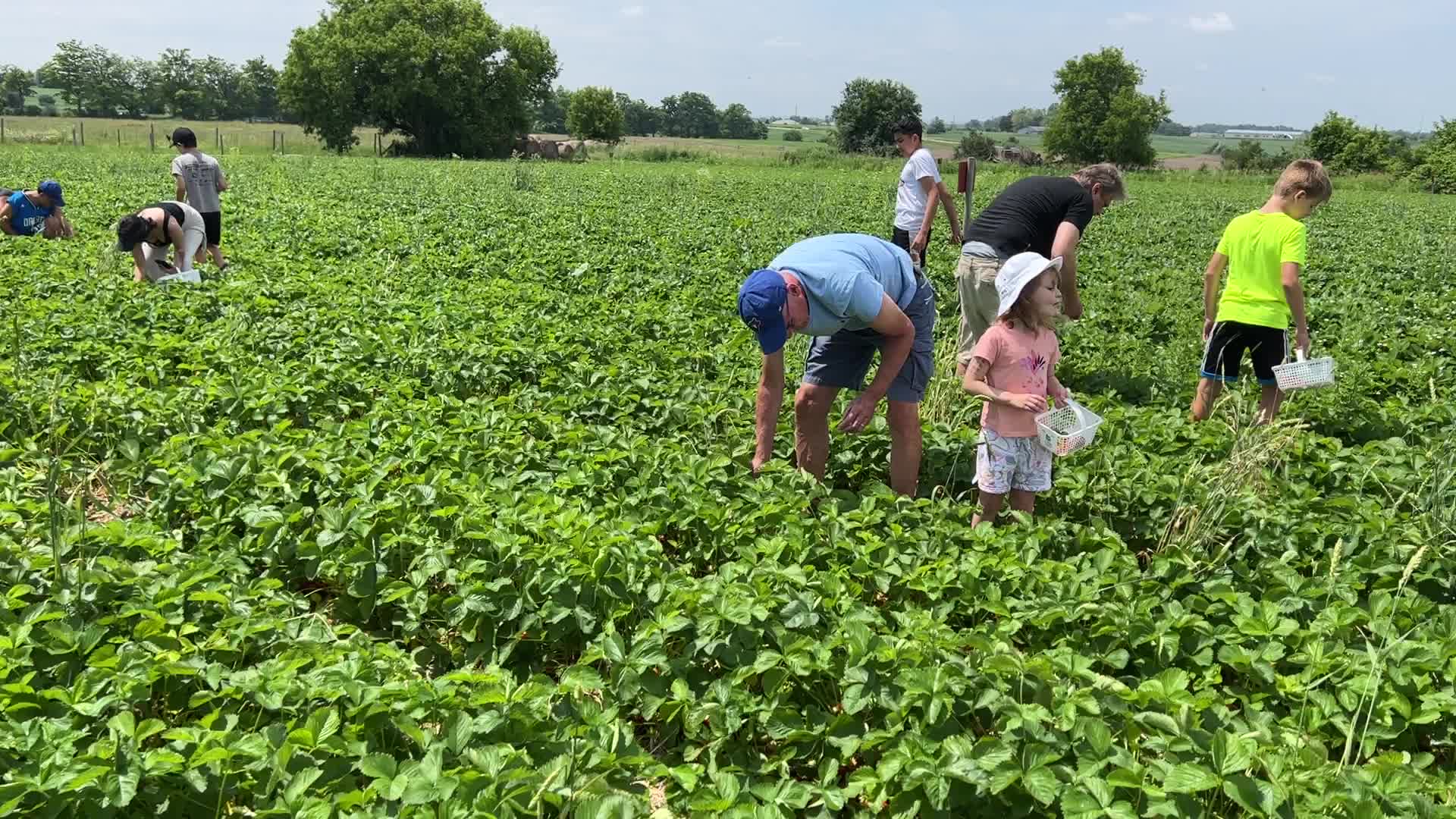 Strawberry picking in Canada