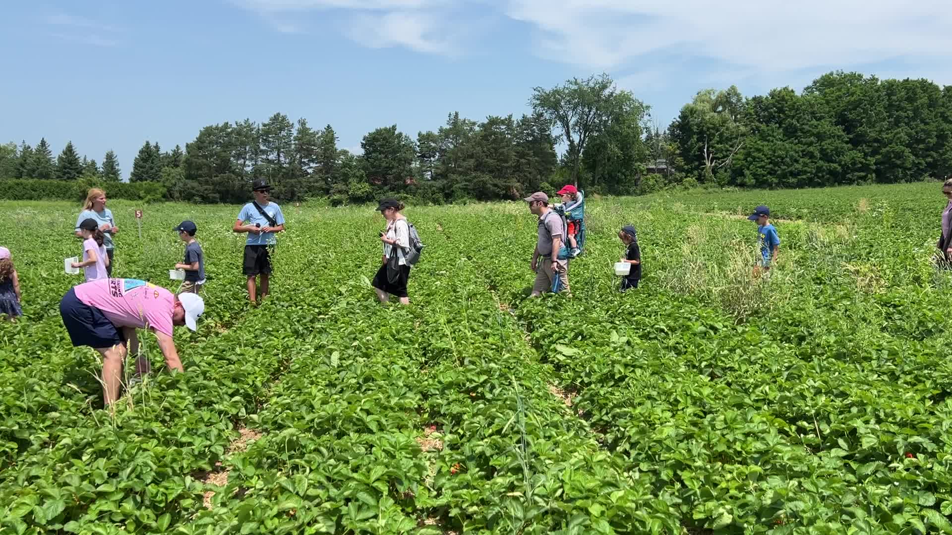 Strawberry picking in Canada