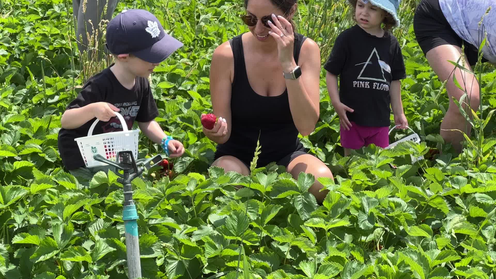 Strawberry picking in Canada