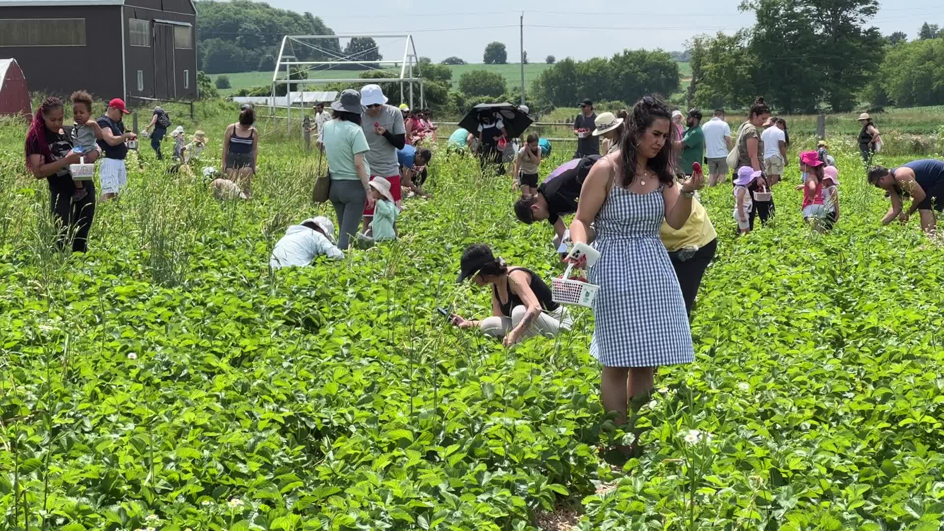 Strawberry picking in Canada