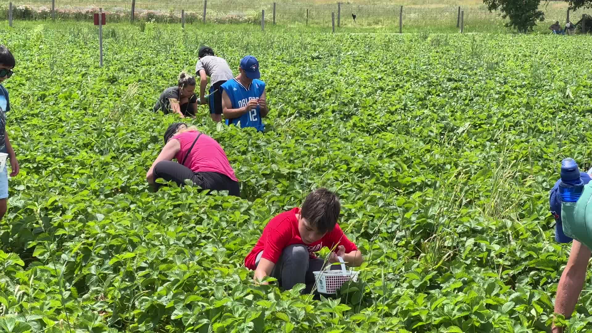 Strawberry picking in Canada
