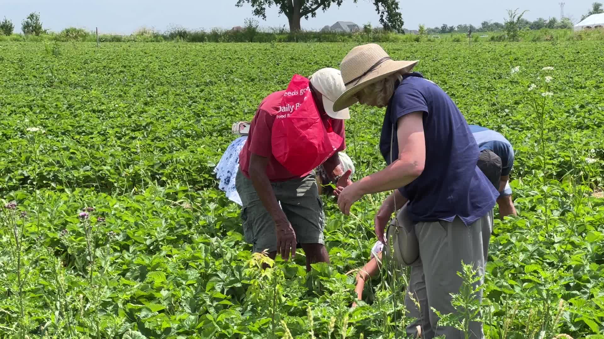 Strawberry picking in Canada