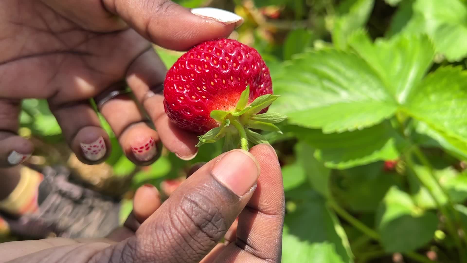 Strawberry picking in Canada