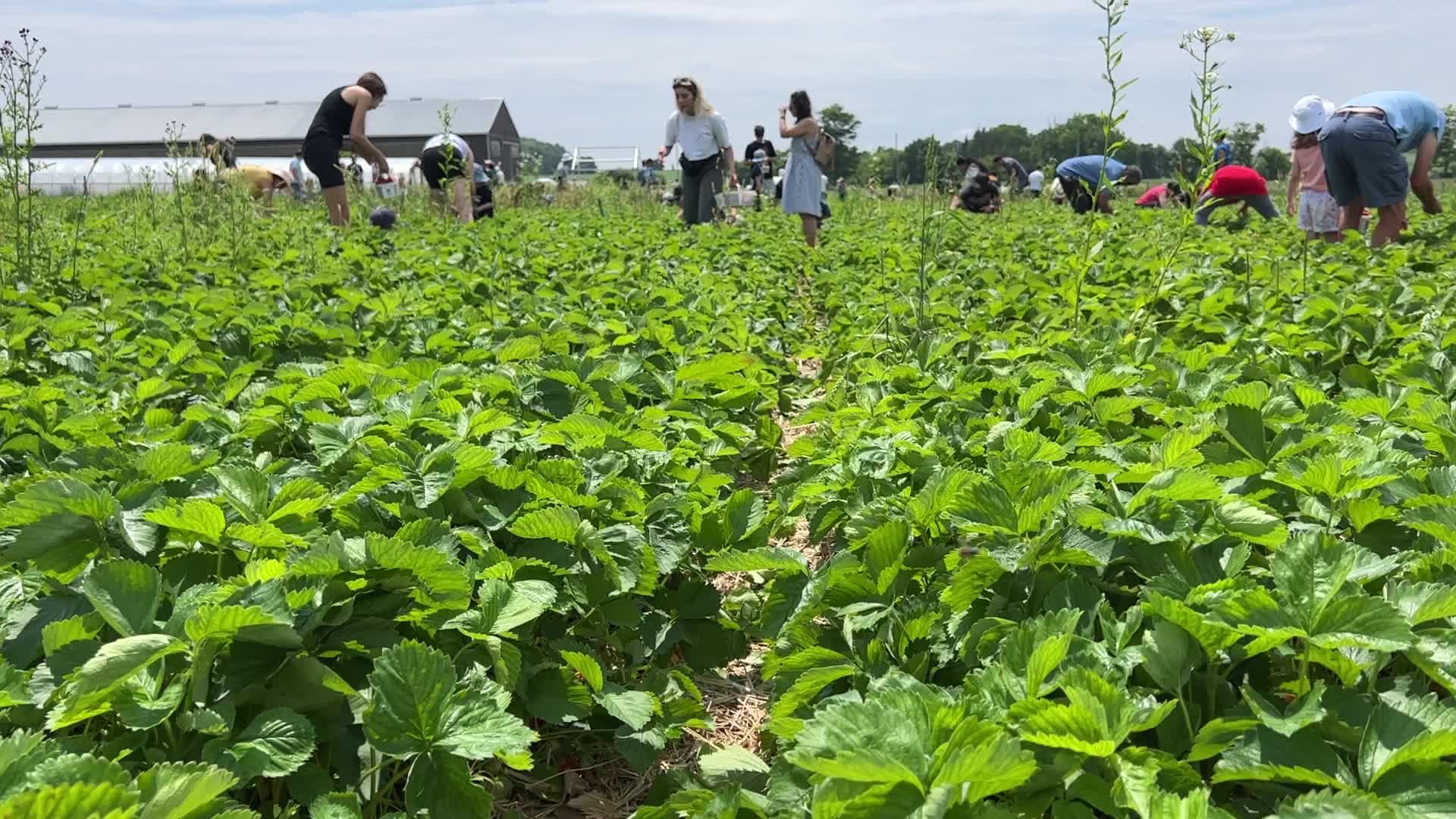 Strawberry picking in Canada
