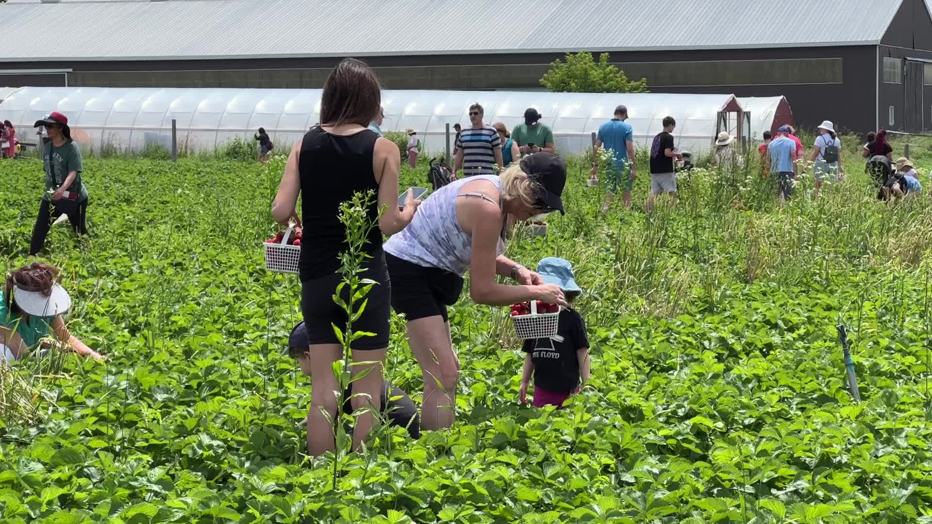 Strawberry picking in Canada