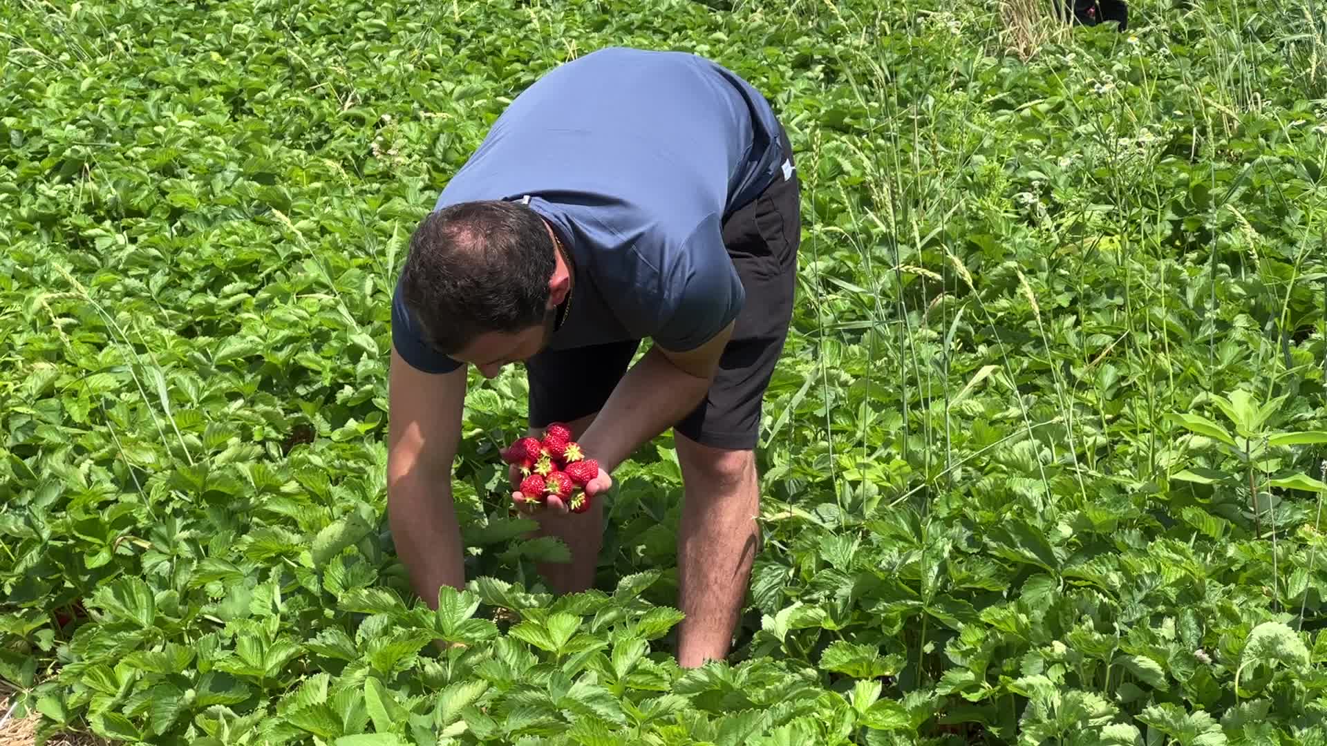 Strawberry picking in Canada