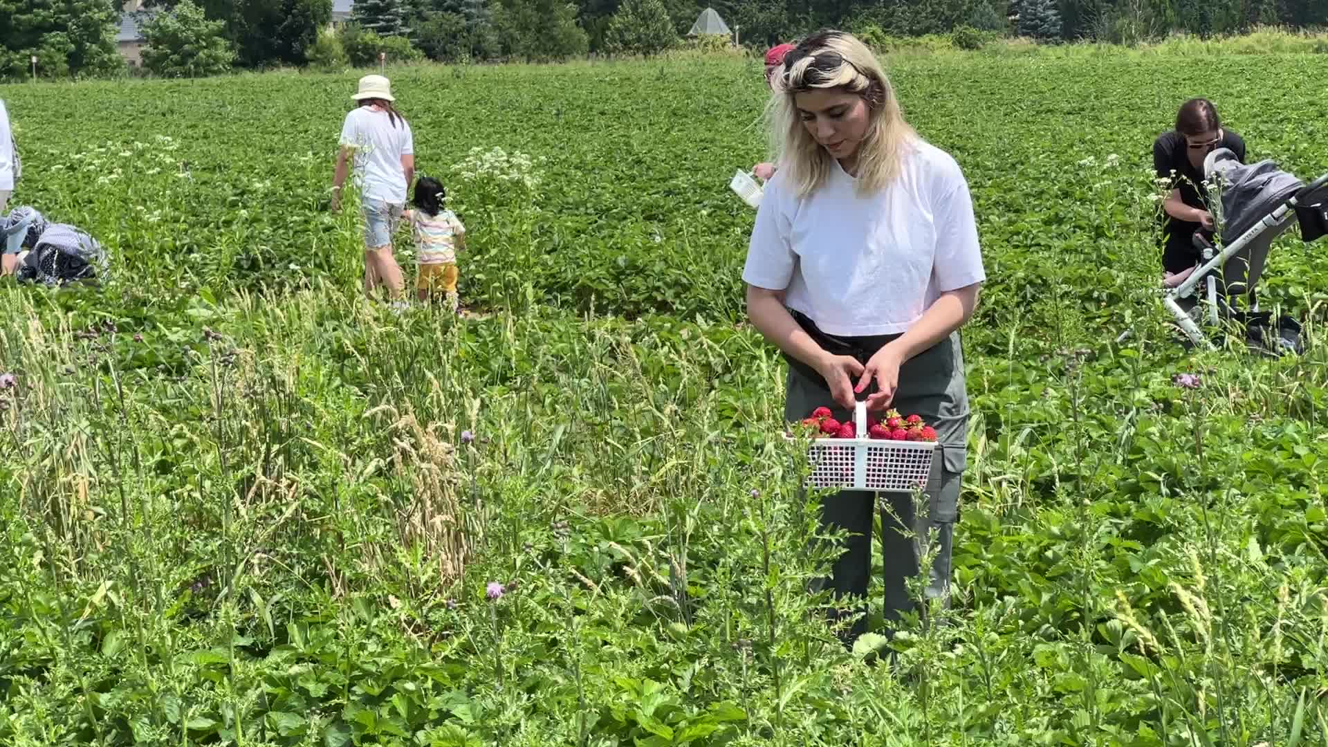 Strawberry picking in Canada