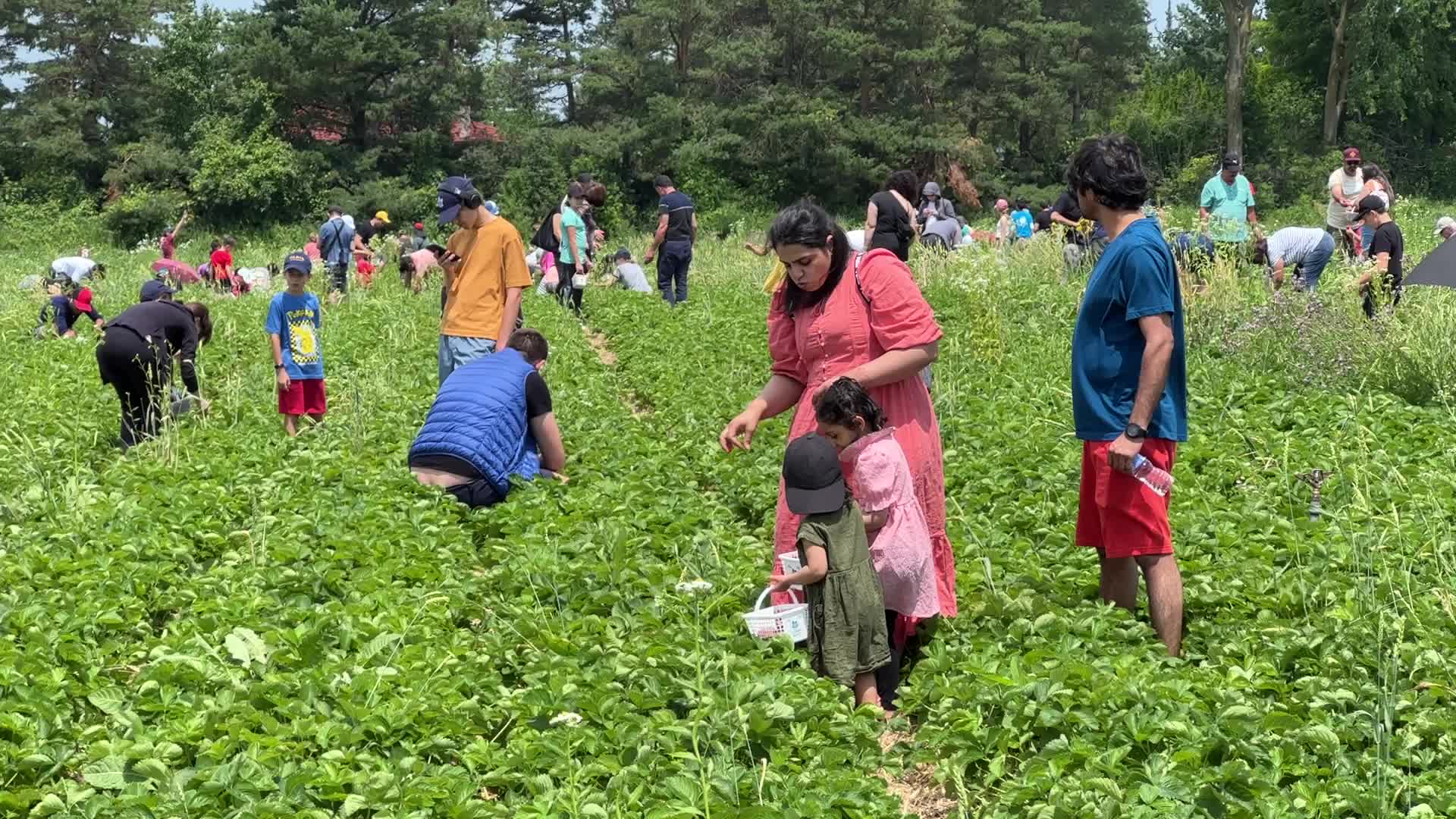 Strawberry picking in Canada