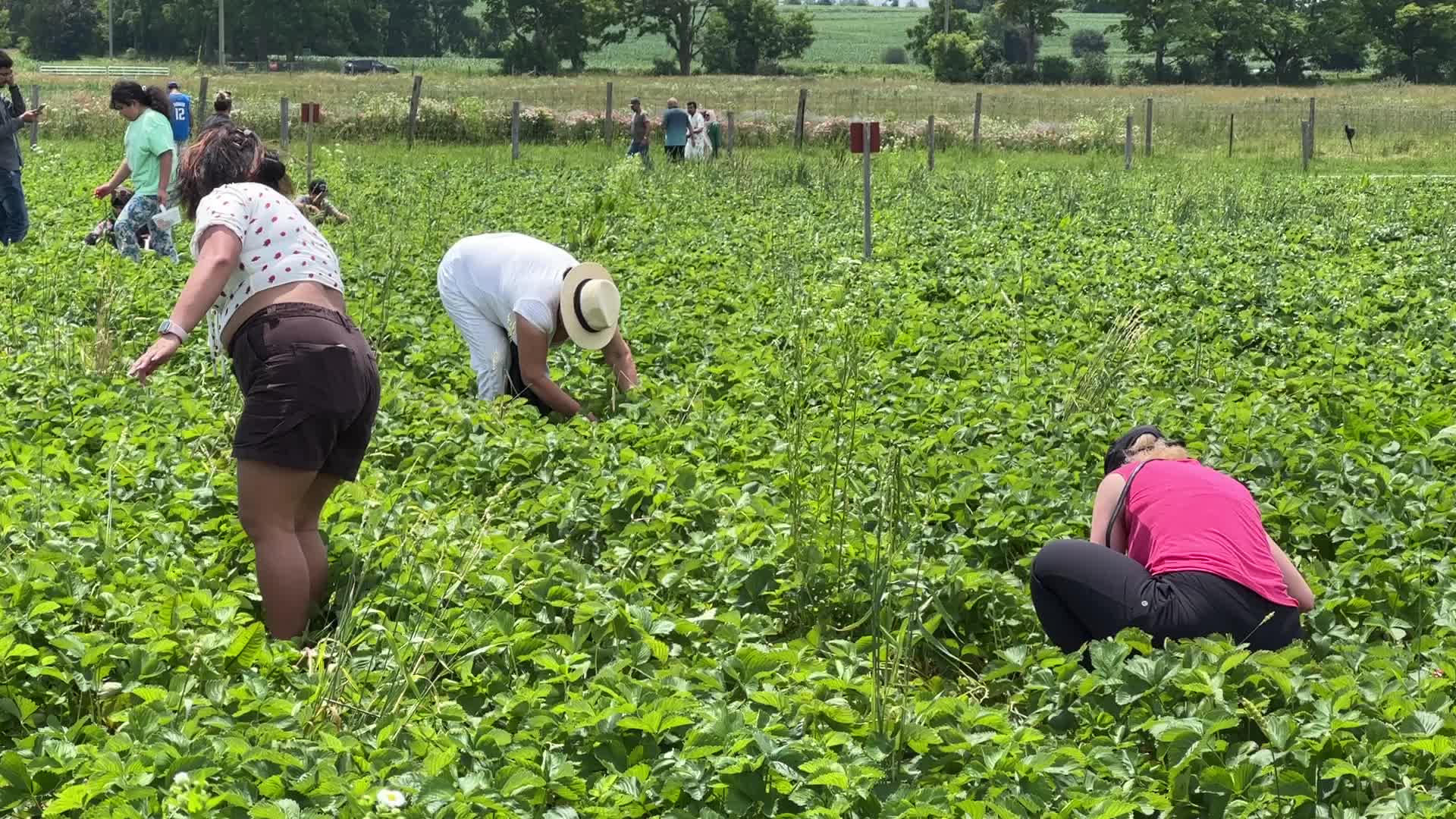 Strawberry picking in Canada