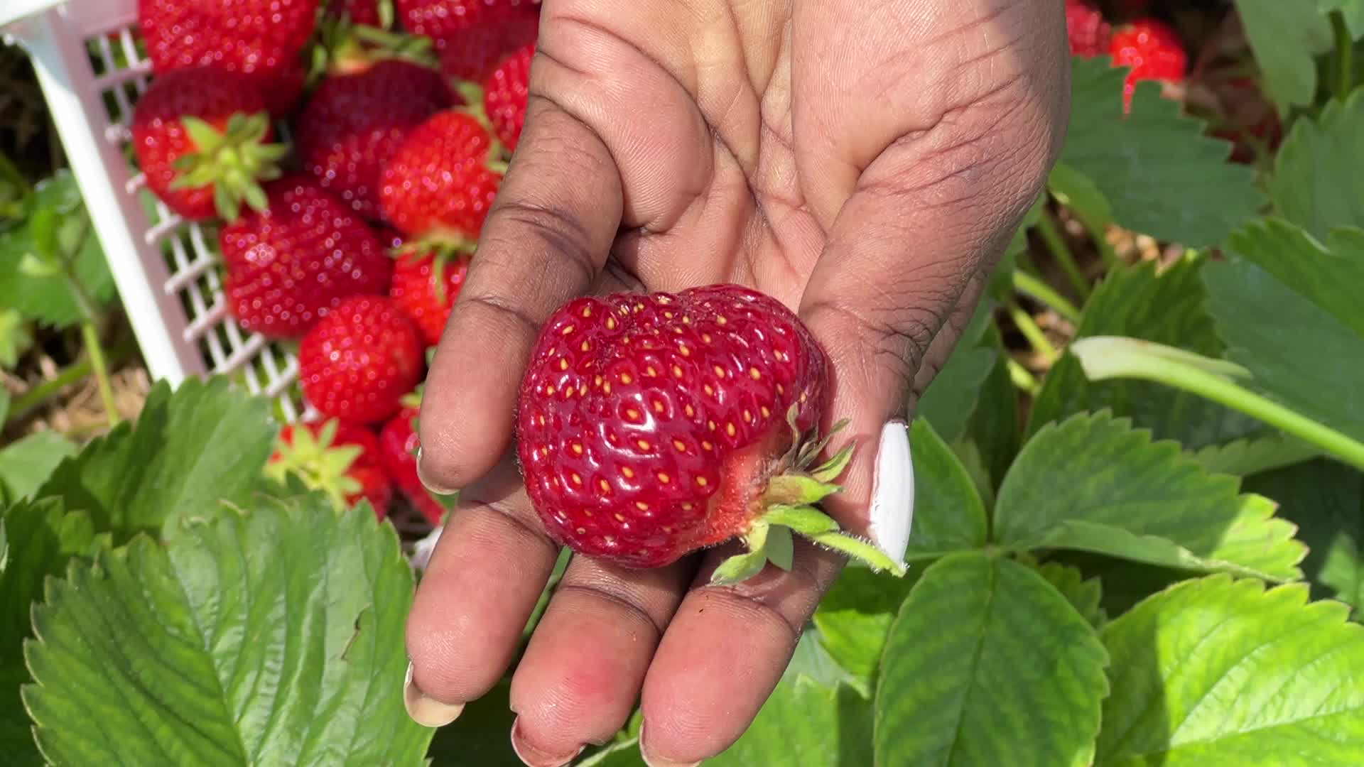 Strawberry picking in Canada