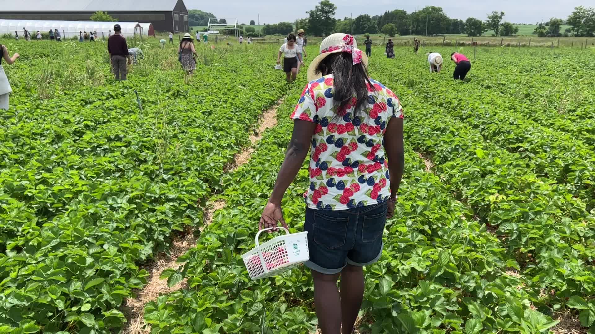 Strawberry picking in Canada
