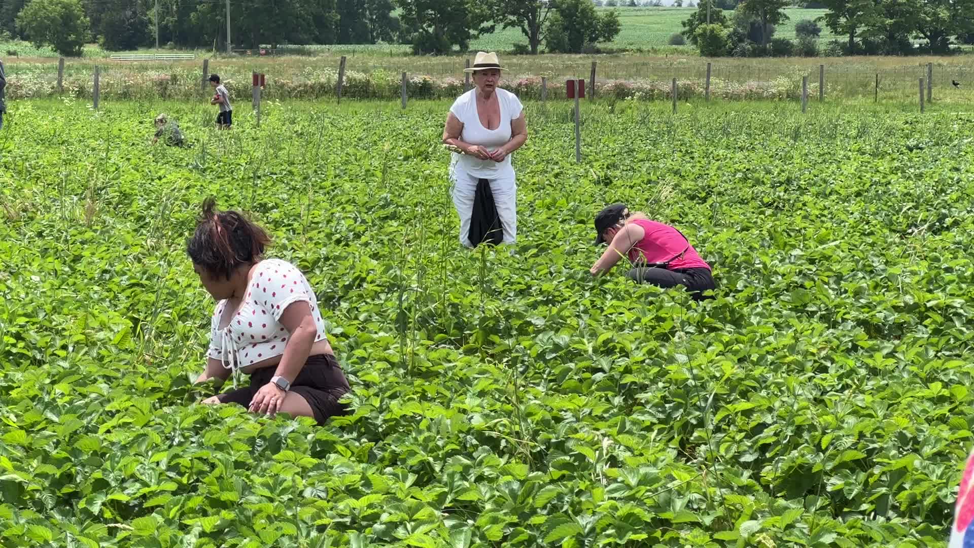 Strawberry picking in Canada