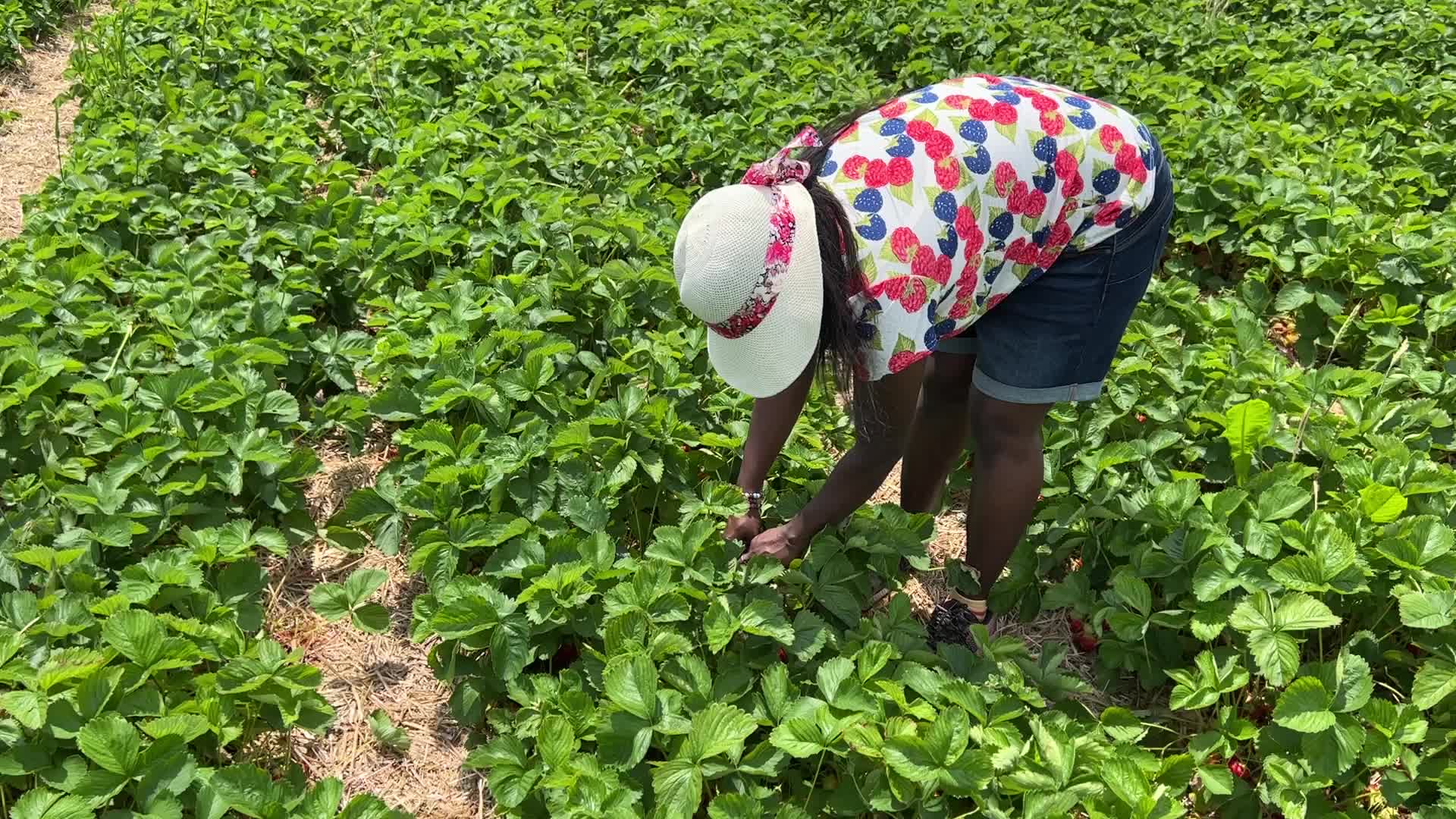 Strawberry picking in Canada