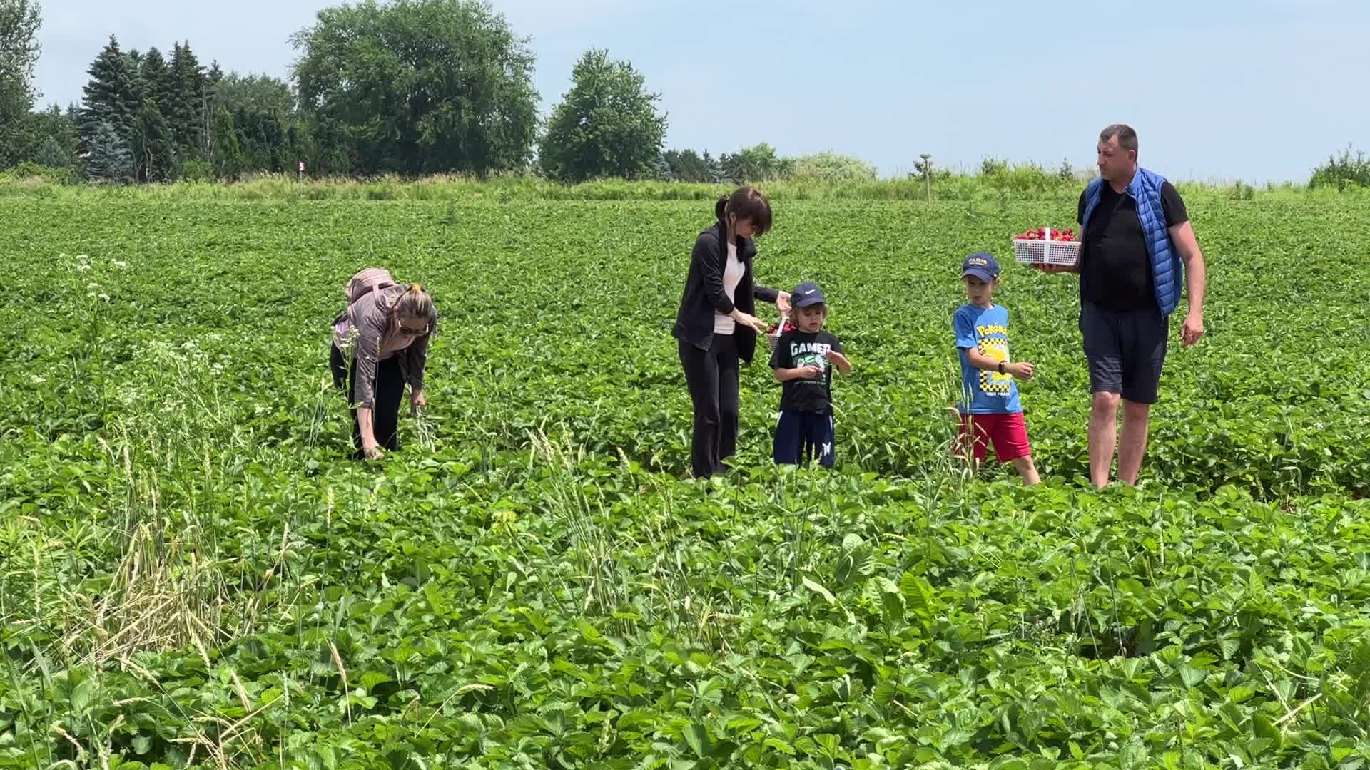Strawberry picking in Canada