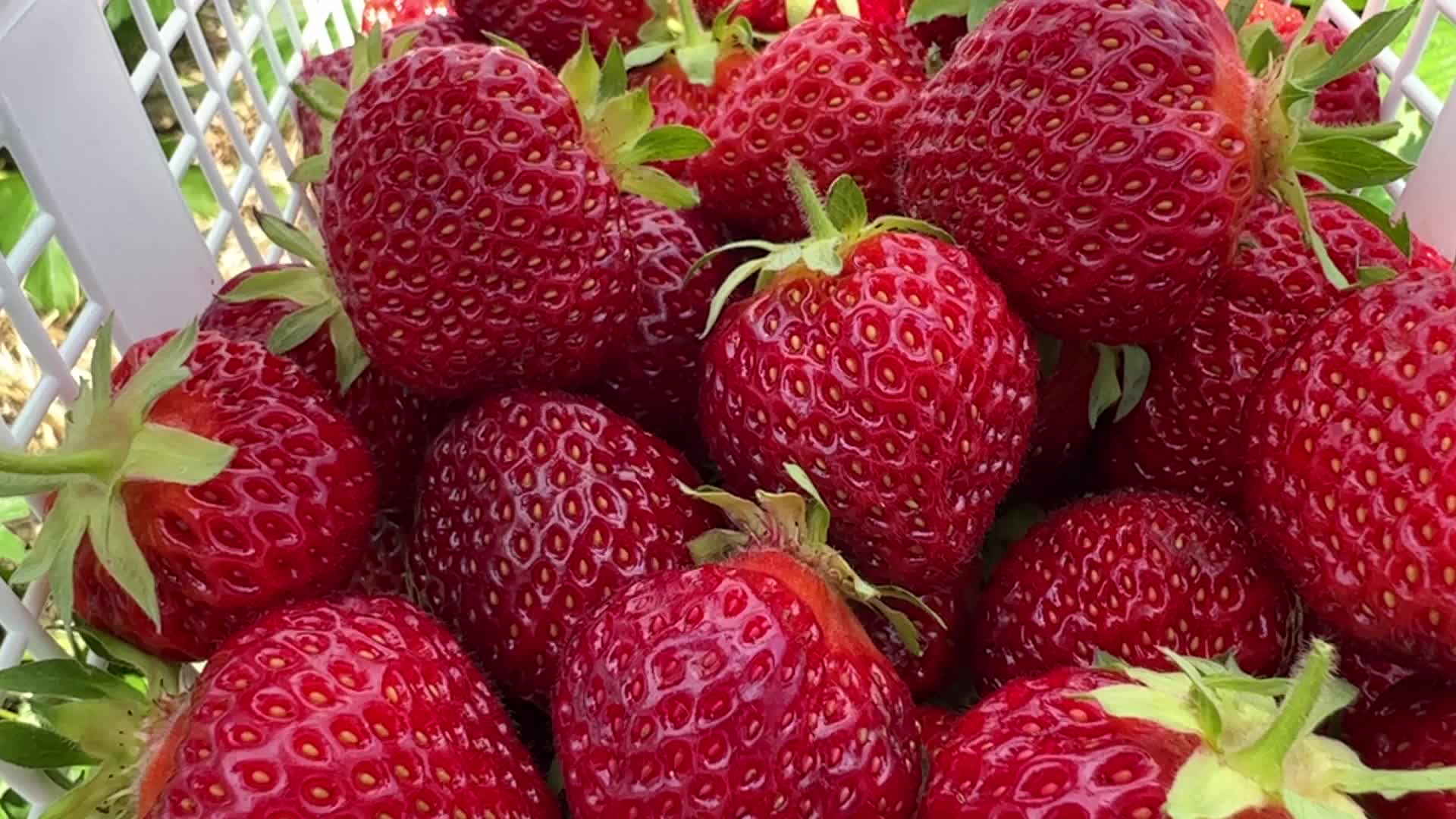 Strawberry picking in Canada