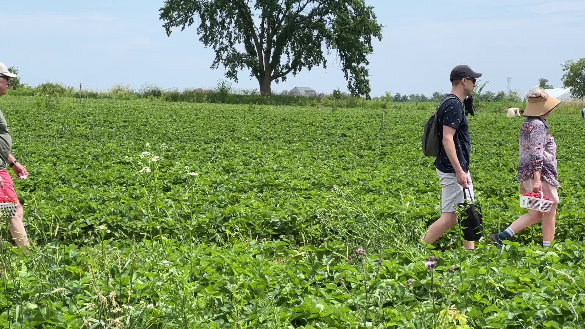 Strawberry picking in Canada