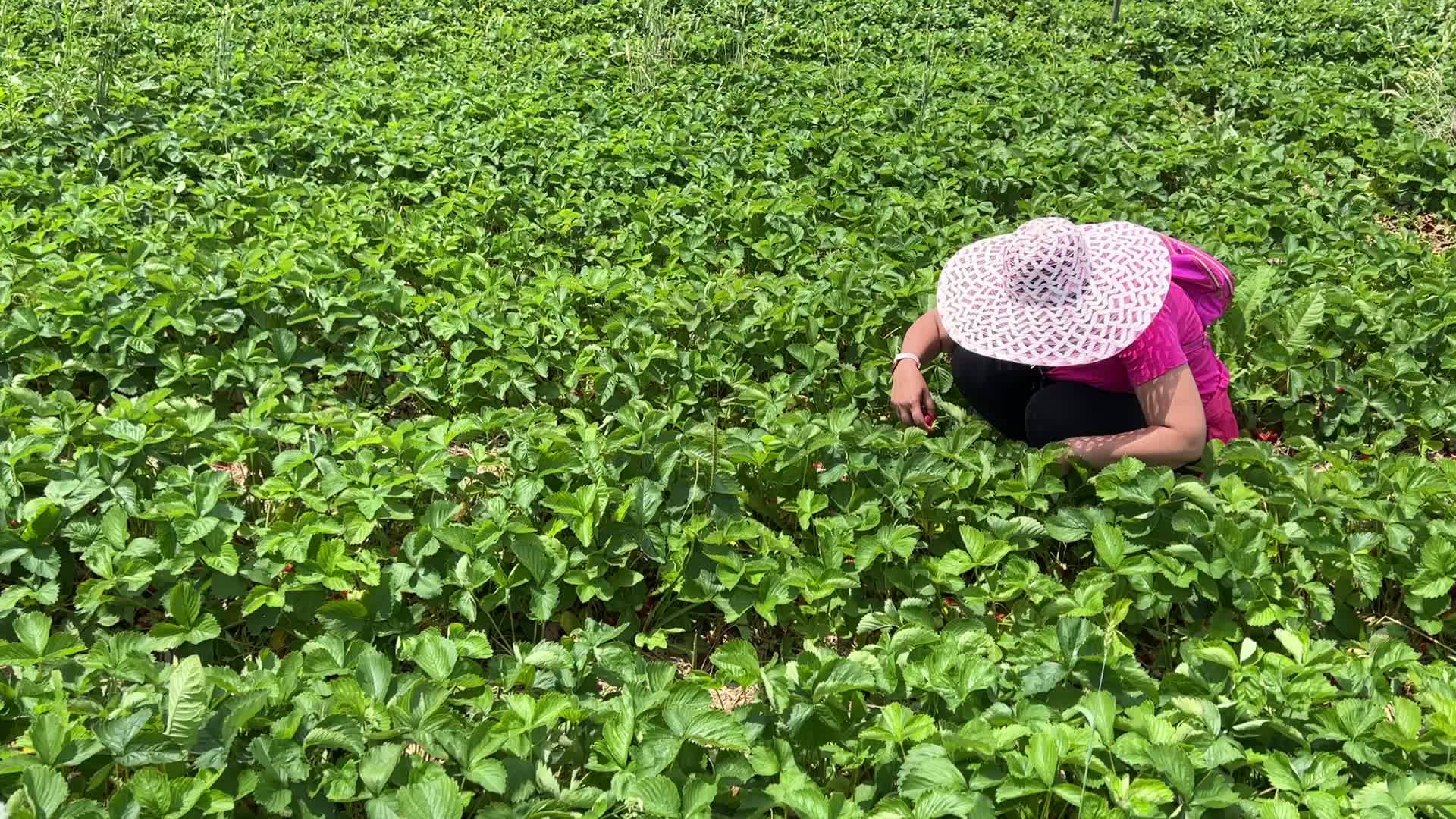 Strawberry picking in Canada