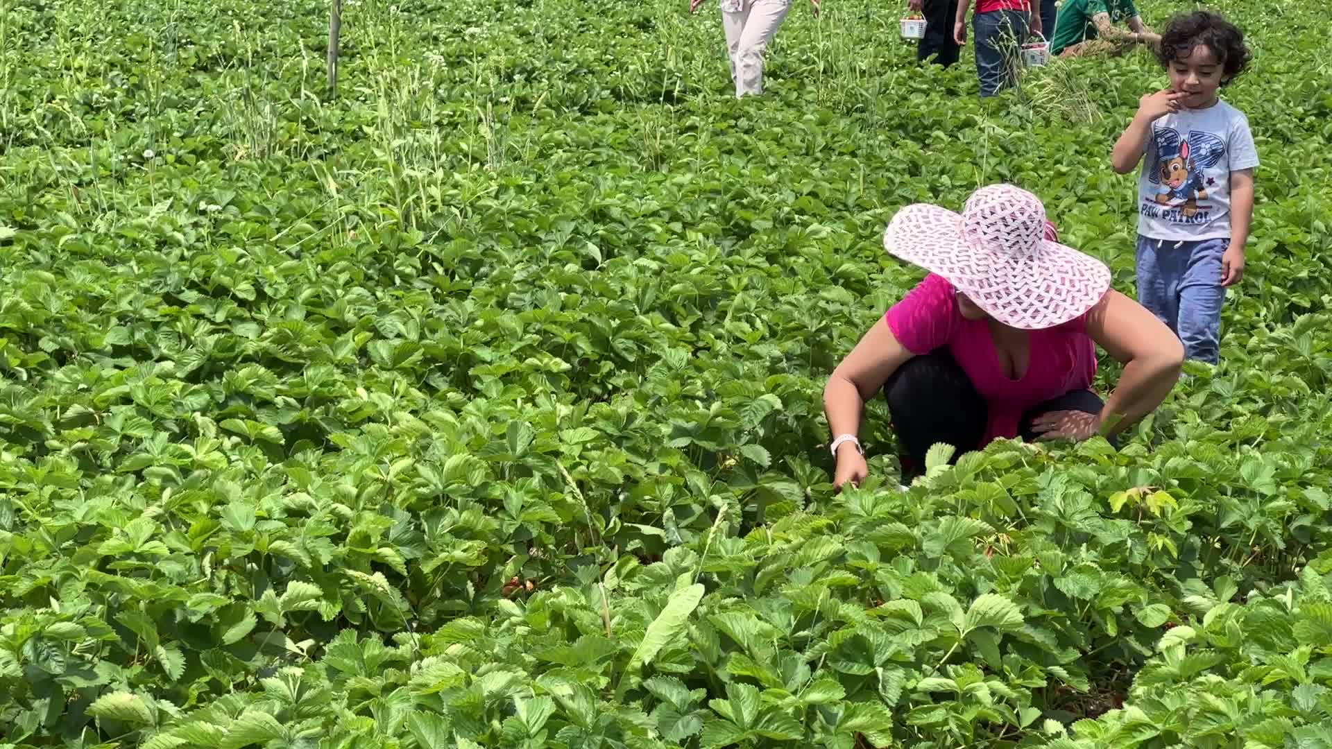 Strawberry picking in Canada