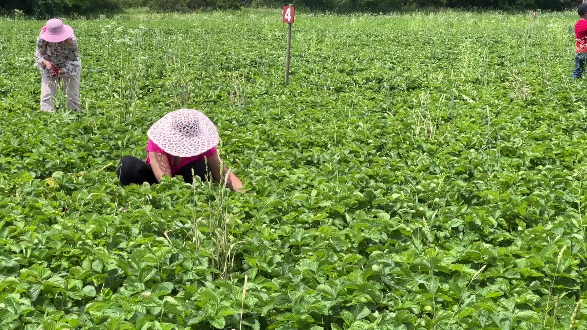 Strawberry picking in Canada