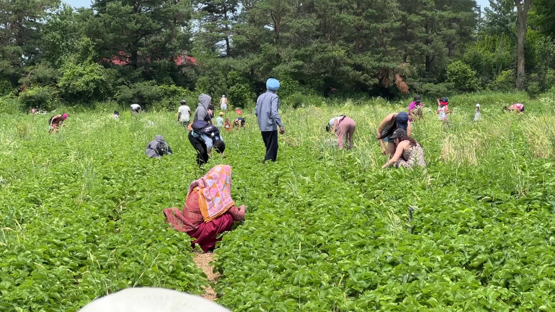 Strawberry picking in Canada