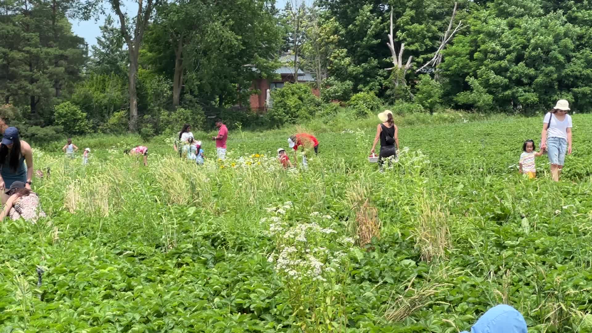 Strawberry picking in Canada