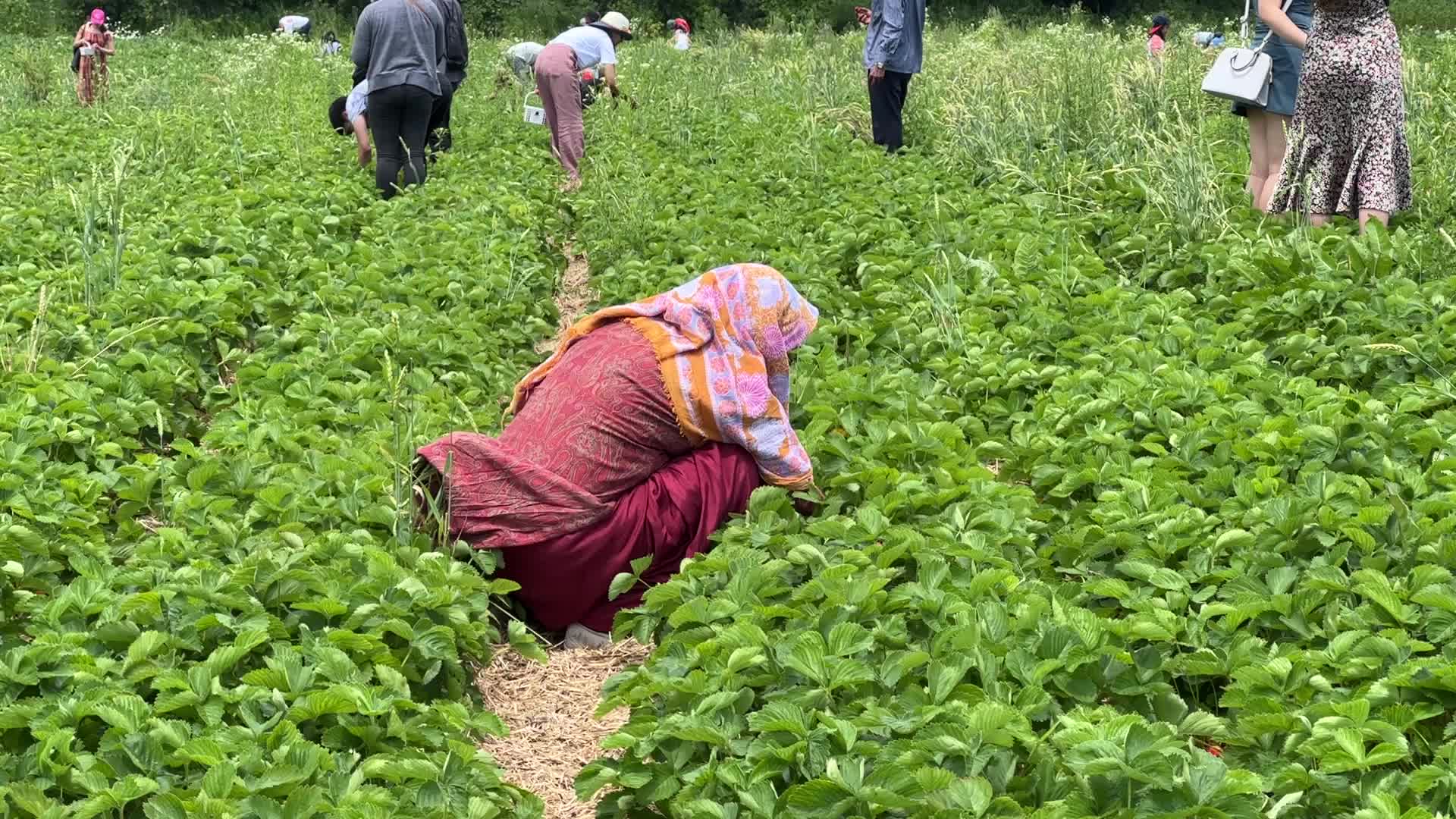 Strawberry picking in Canada