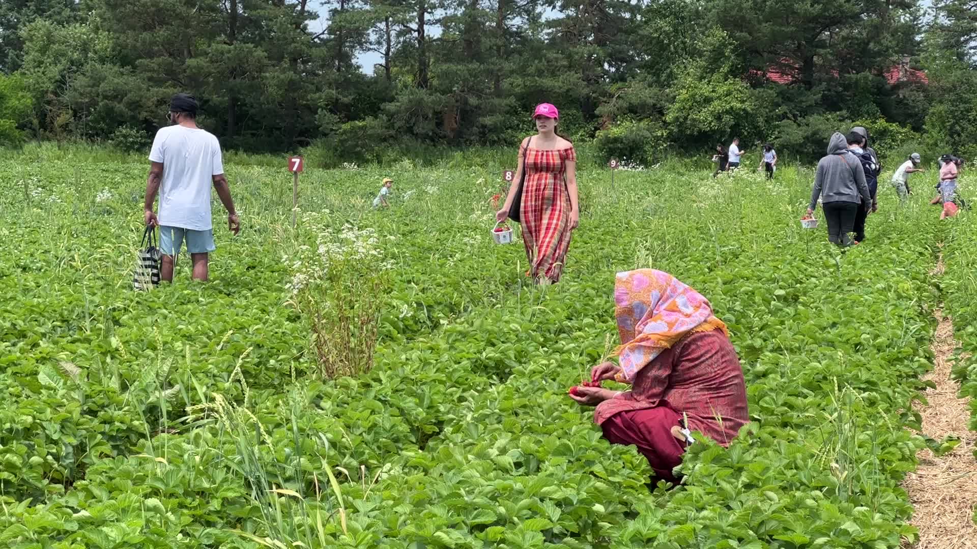Strawberry picking in Canada