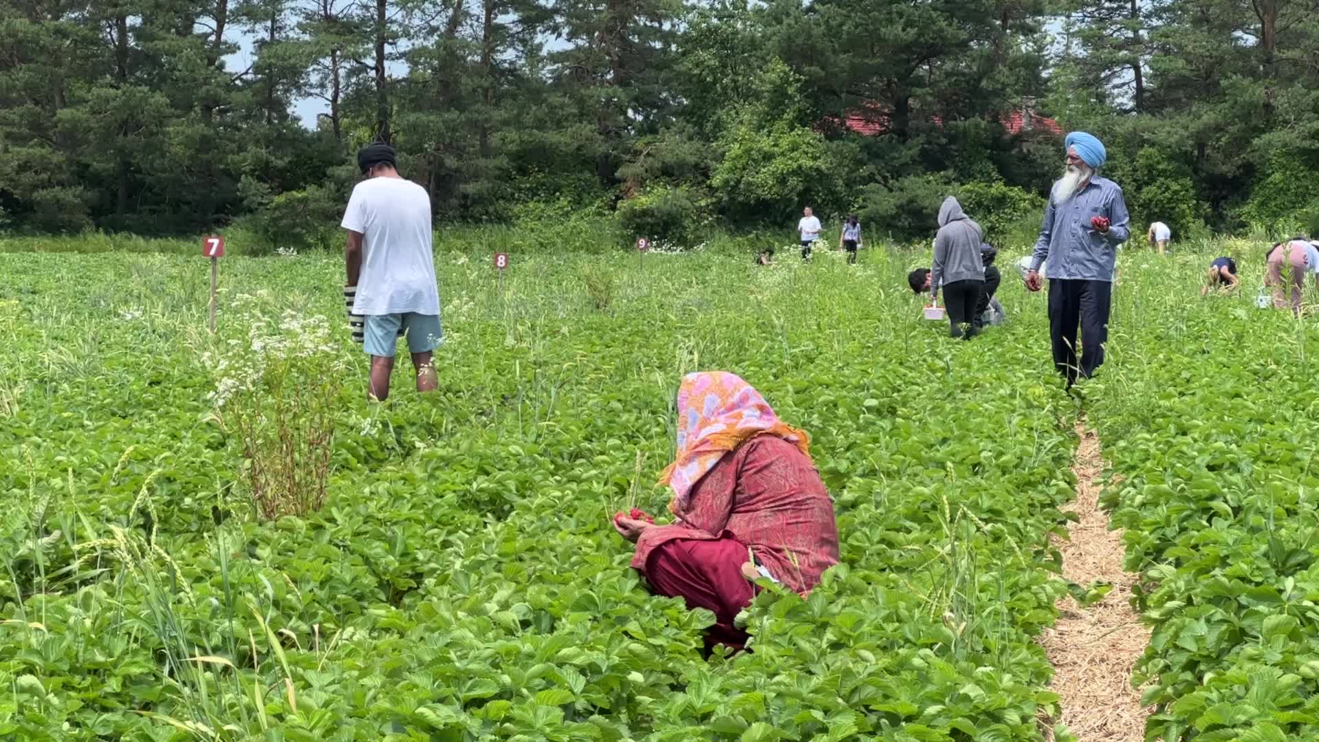 Strawberry picking in Canada