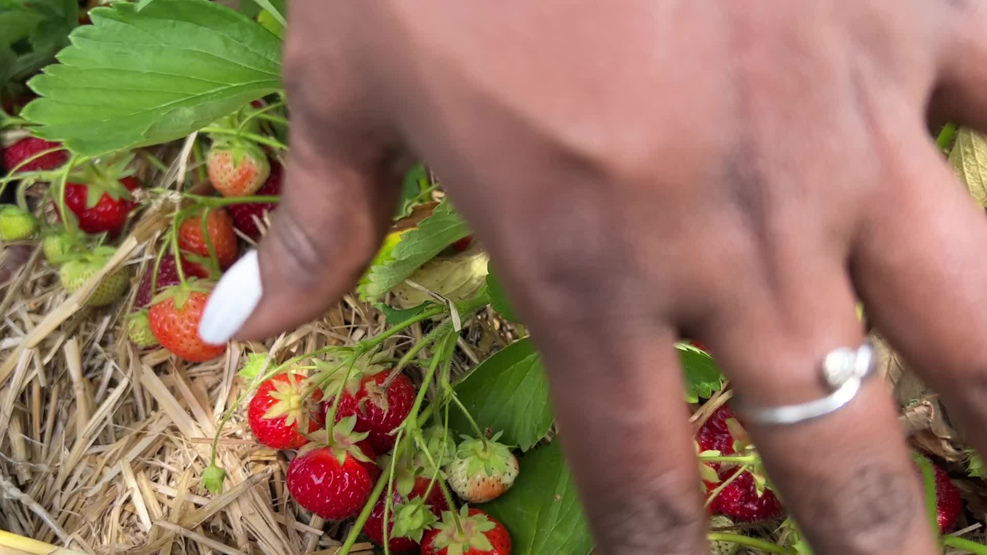 Strawberry picking in Canada