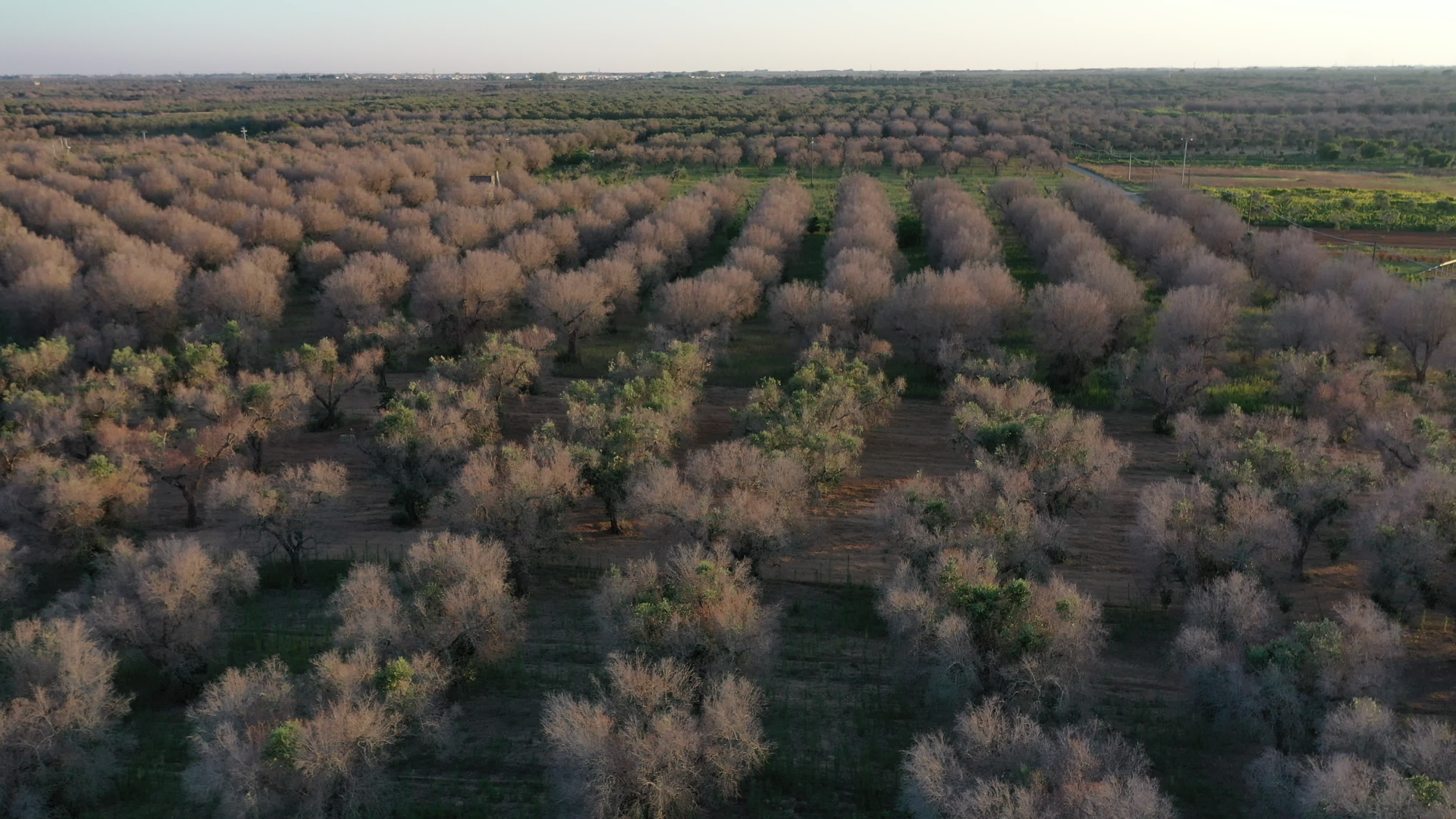 Olives Crisis In Italy Due Bacteria 'Xylella Fastidiosa'