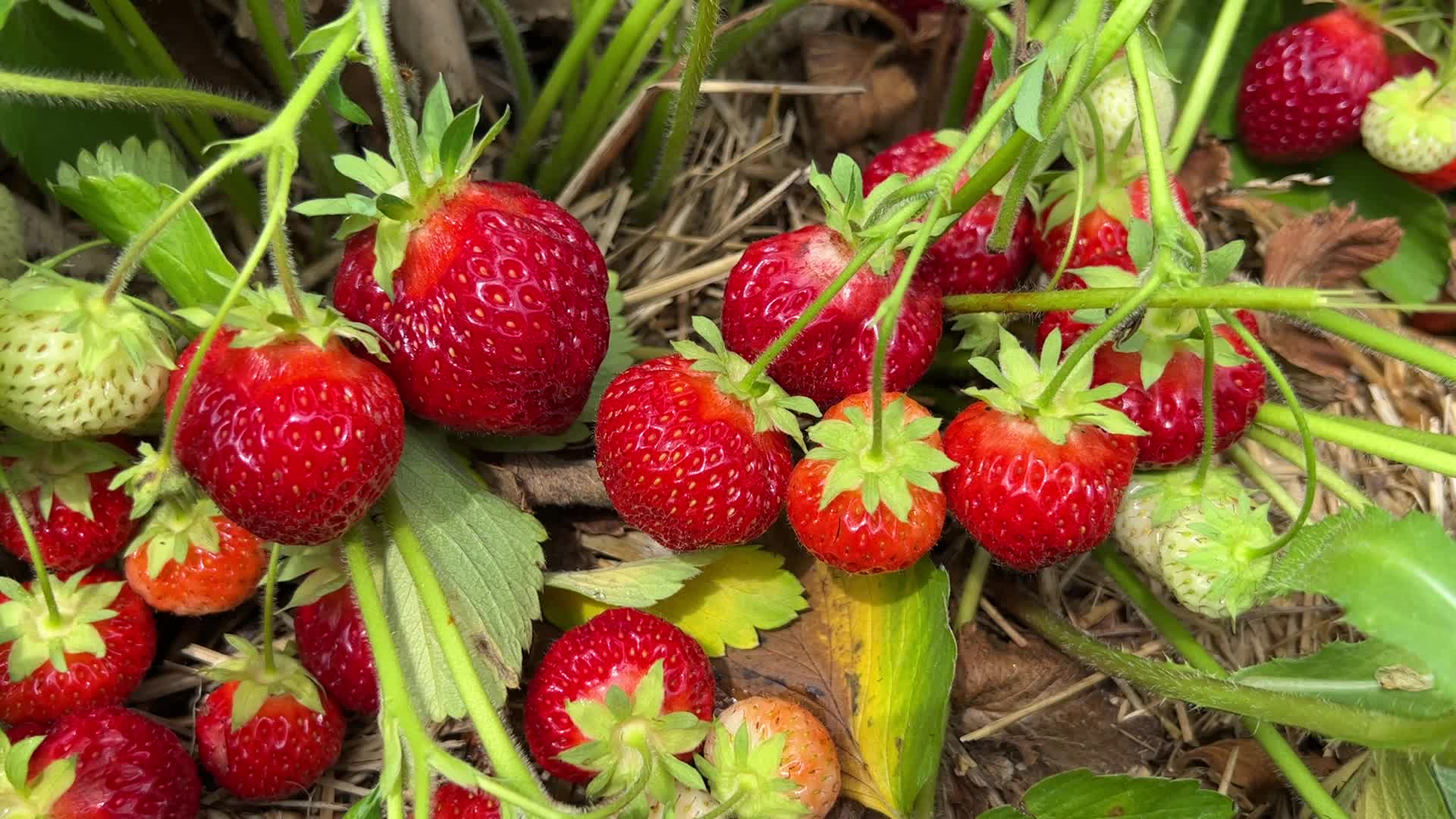 Strawberry picking in Canada