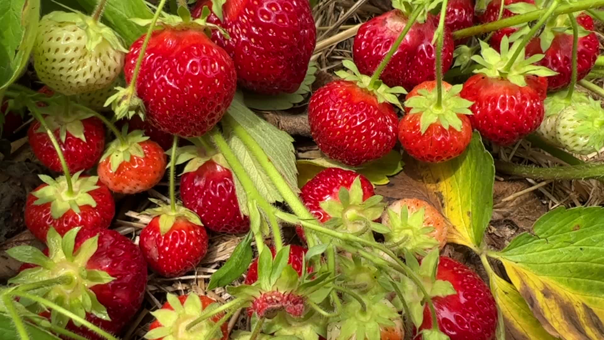 Strawberry picking in Canada