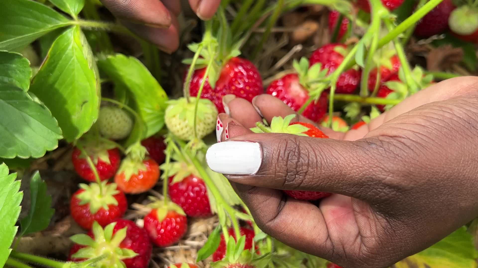 Strawberry picking in Canada