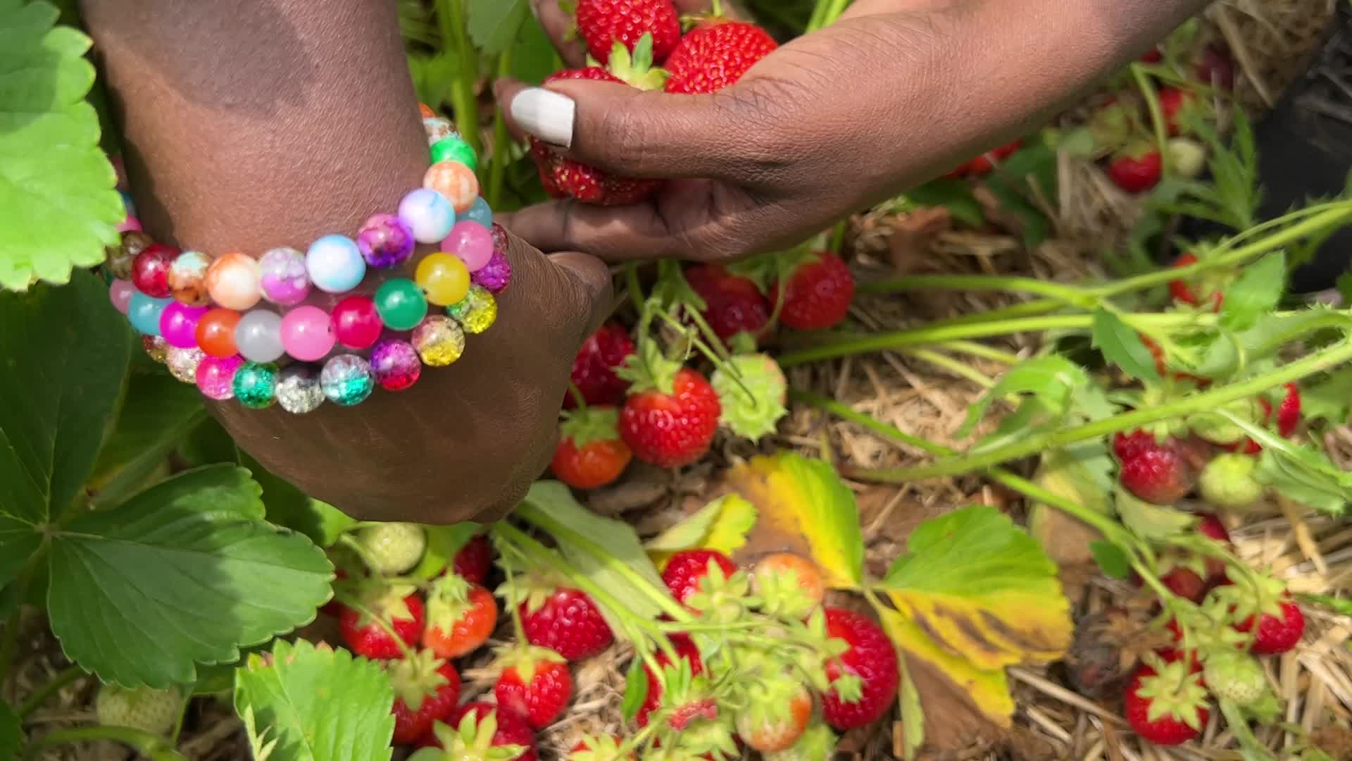 Strawberry picking in Canada