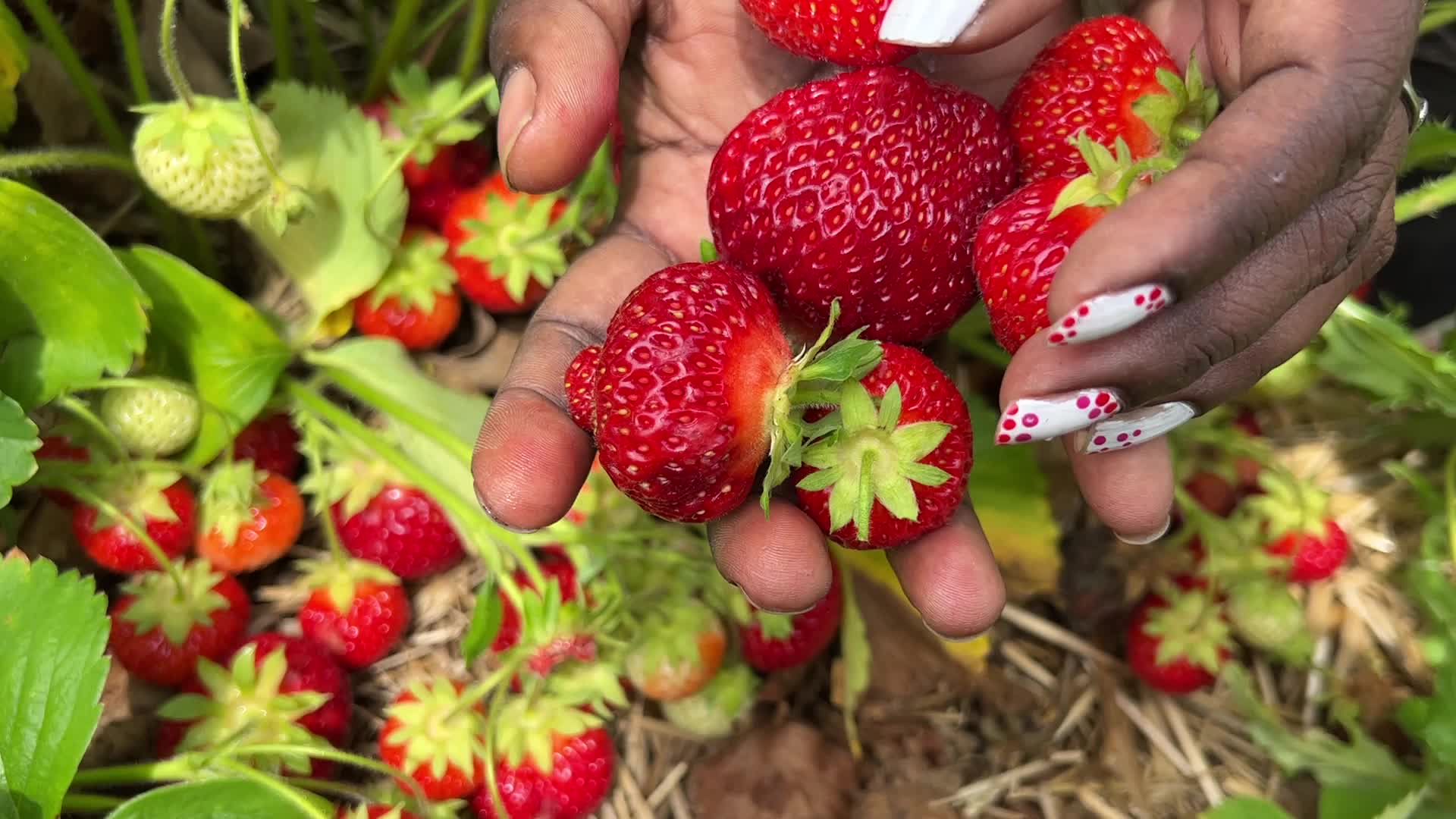 Strawberry picking in Canada