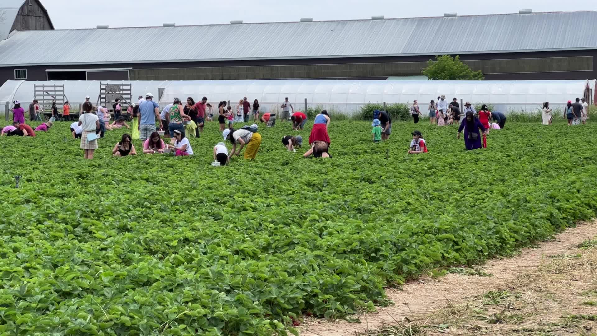 Strawberry picking in Canada