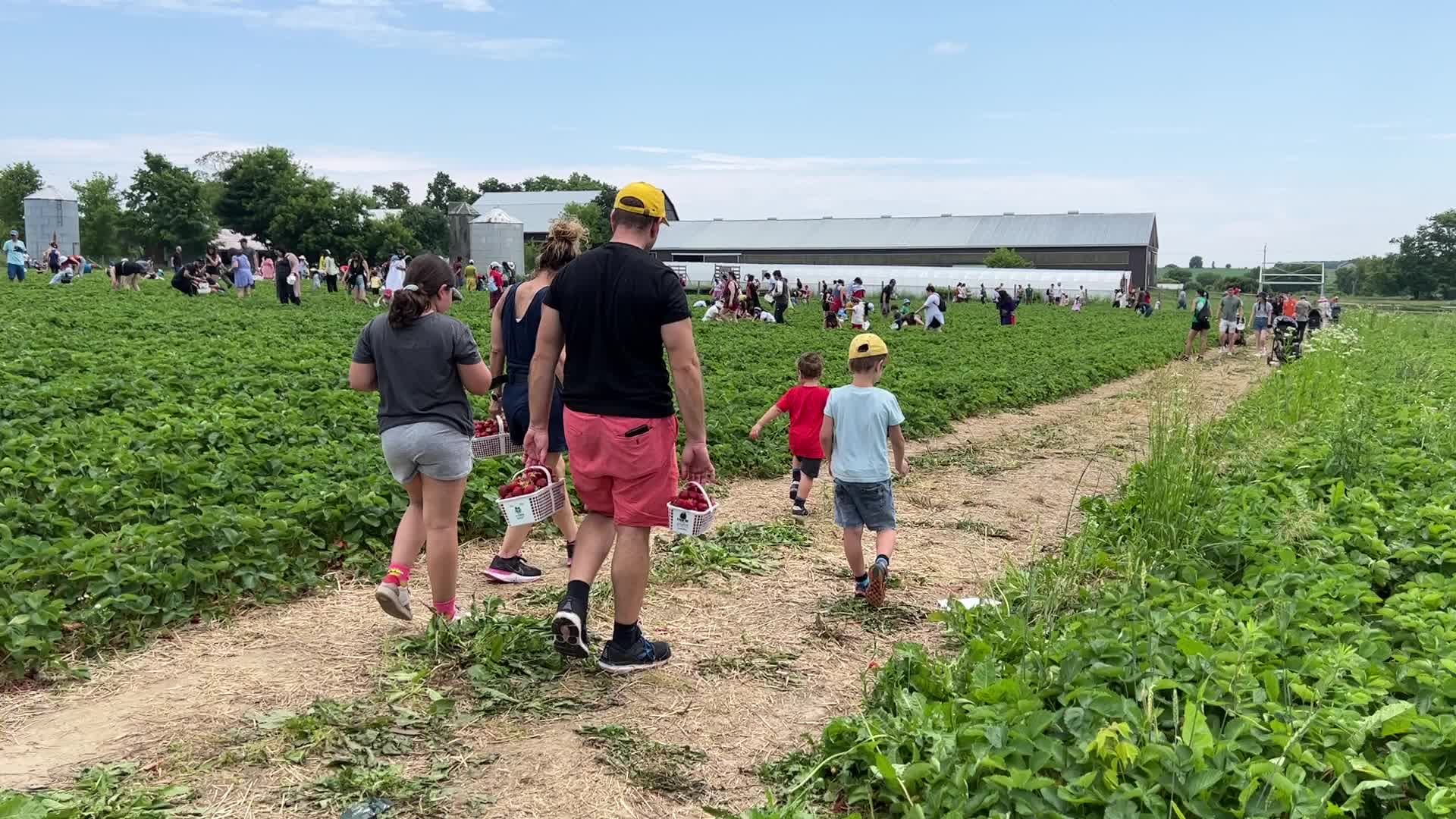 Strawberry picking in Canada