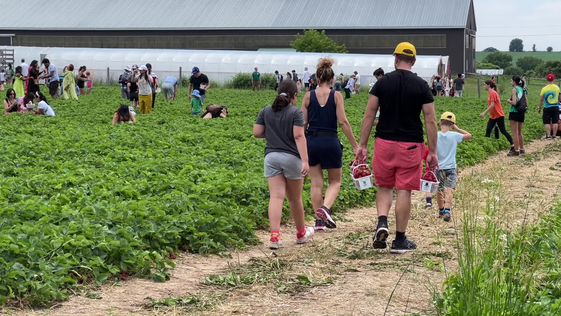 Strawberry picking in Canada