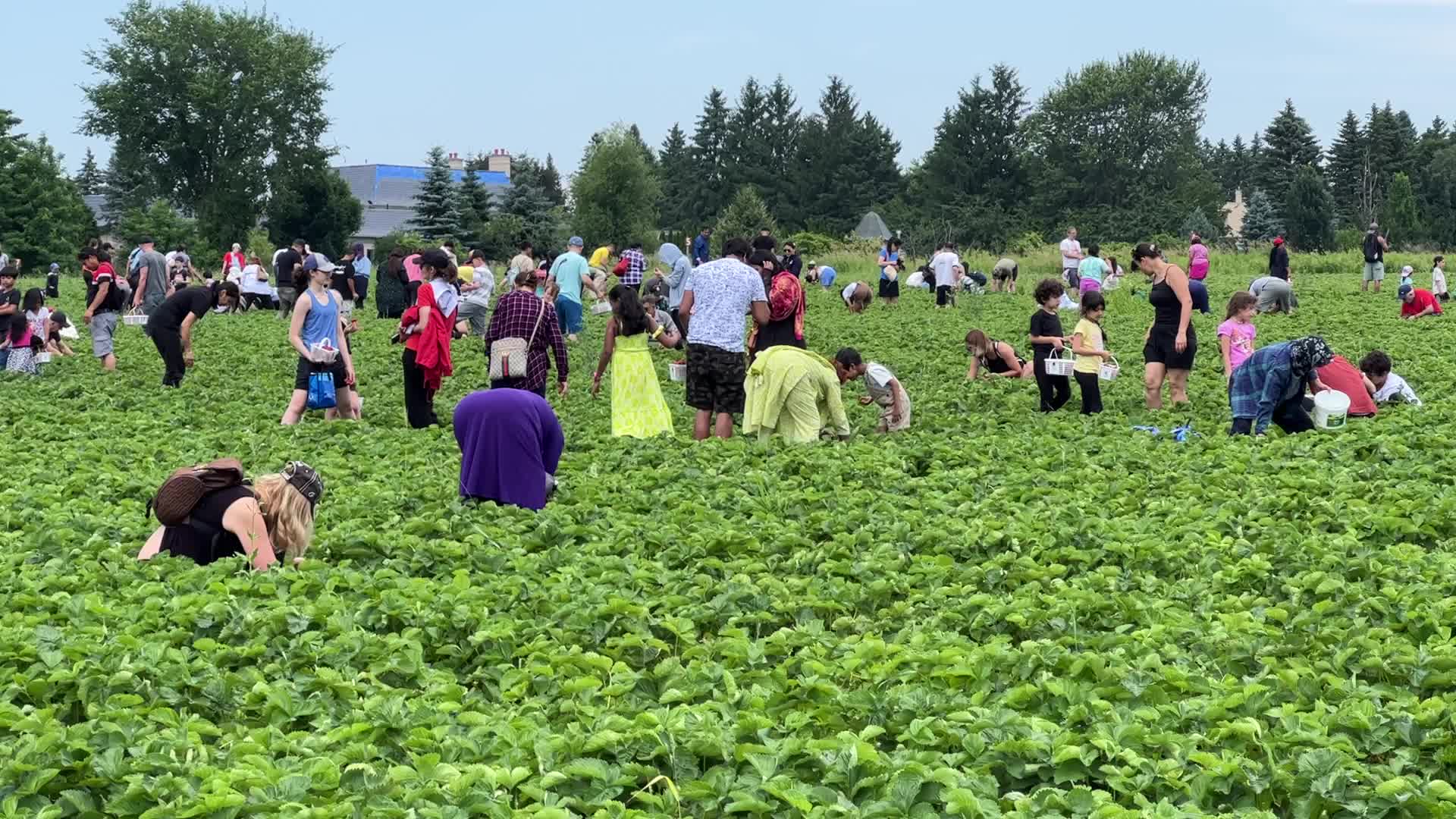 Strawberry picking in Canada